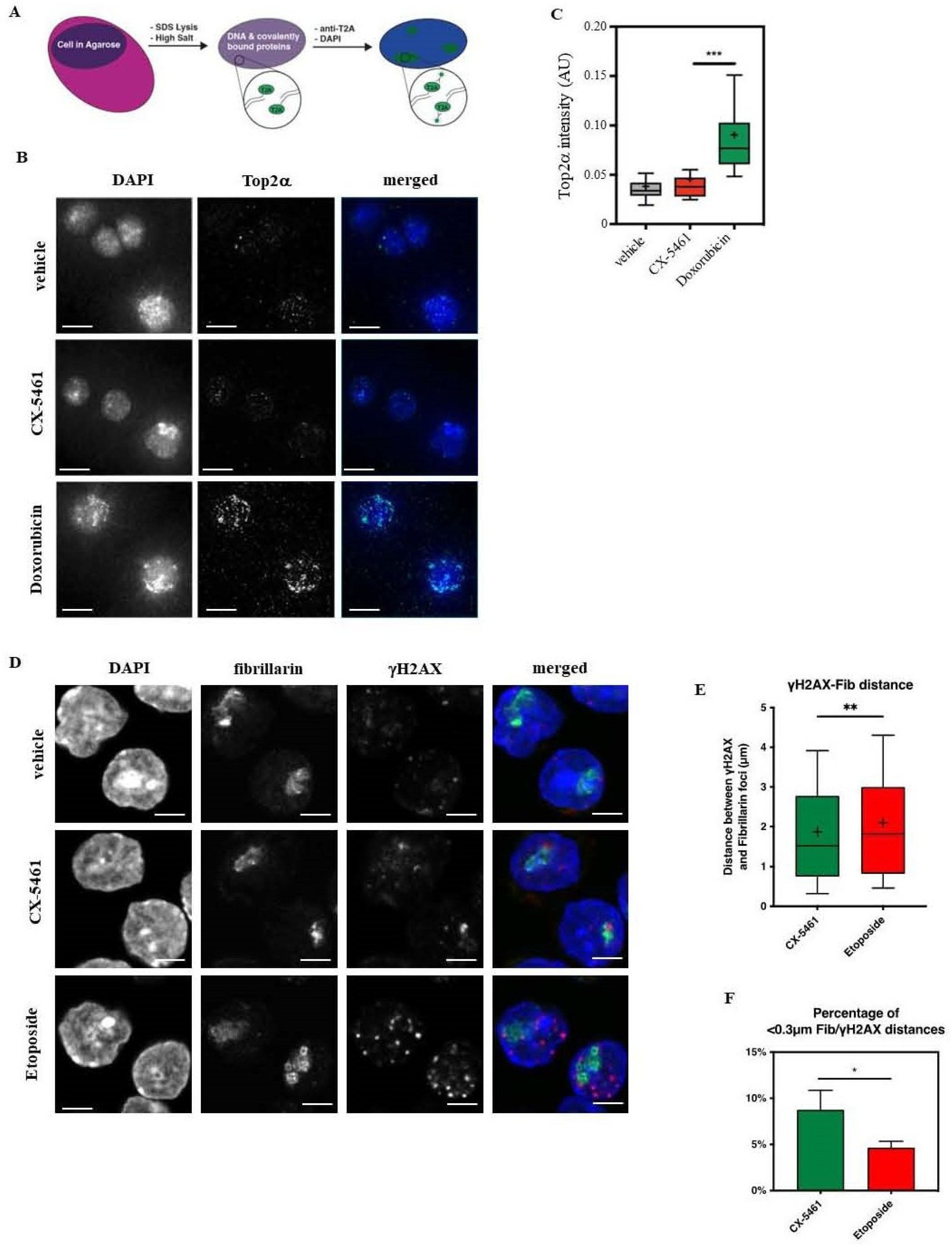 Biomedicines 12 01514 g003