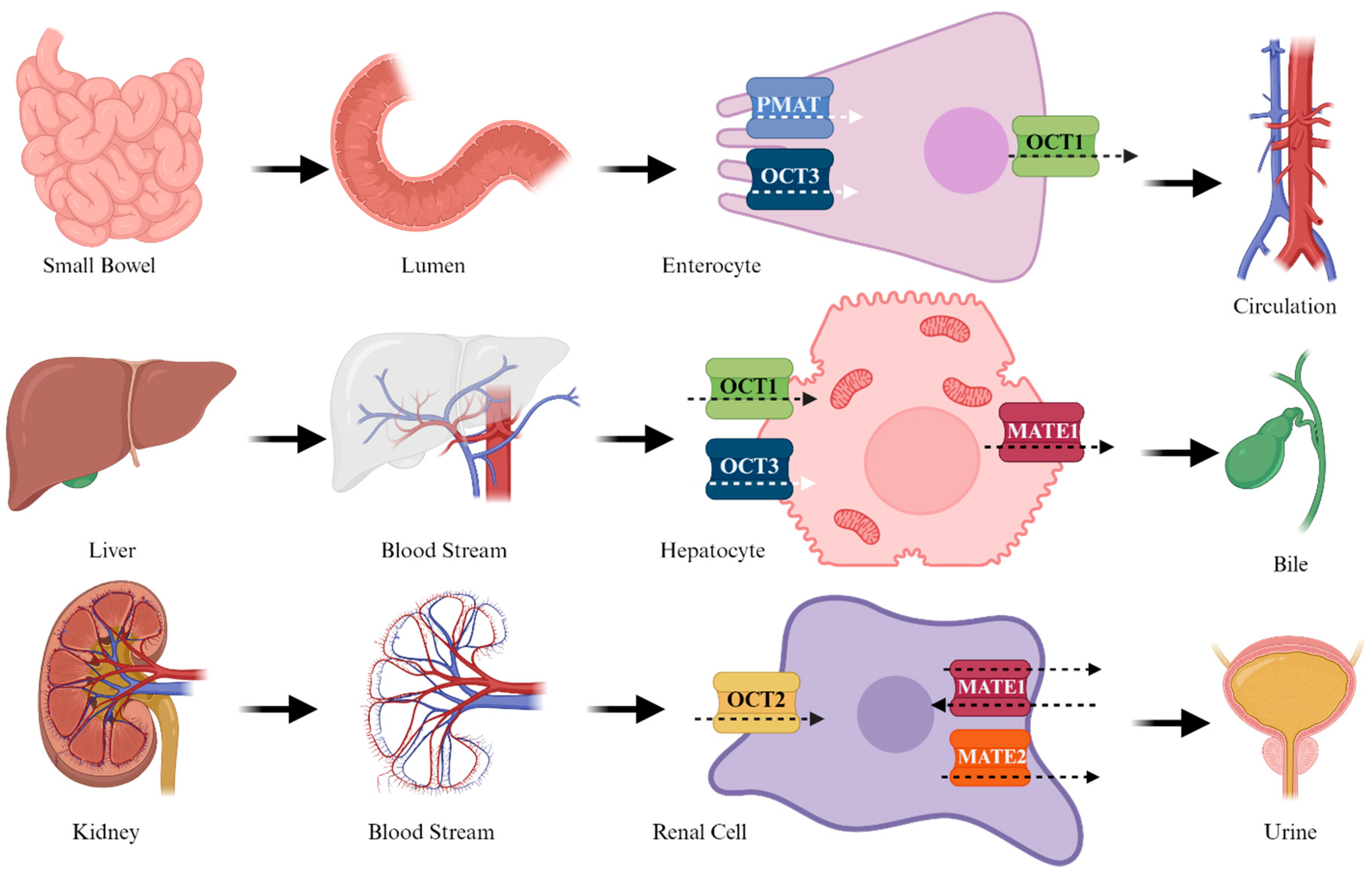 Biomedicines 12 01534 g003 Biomedicines 12 01534 g003