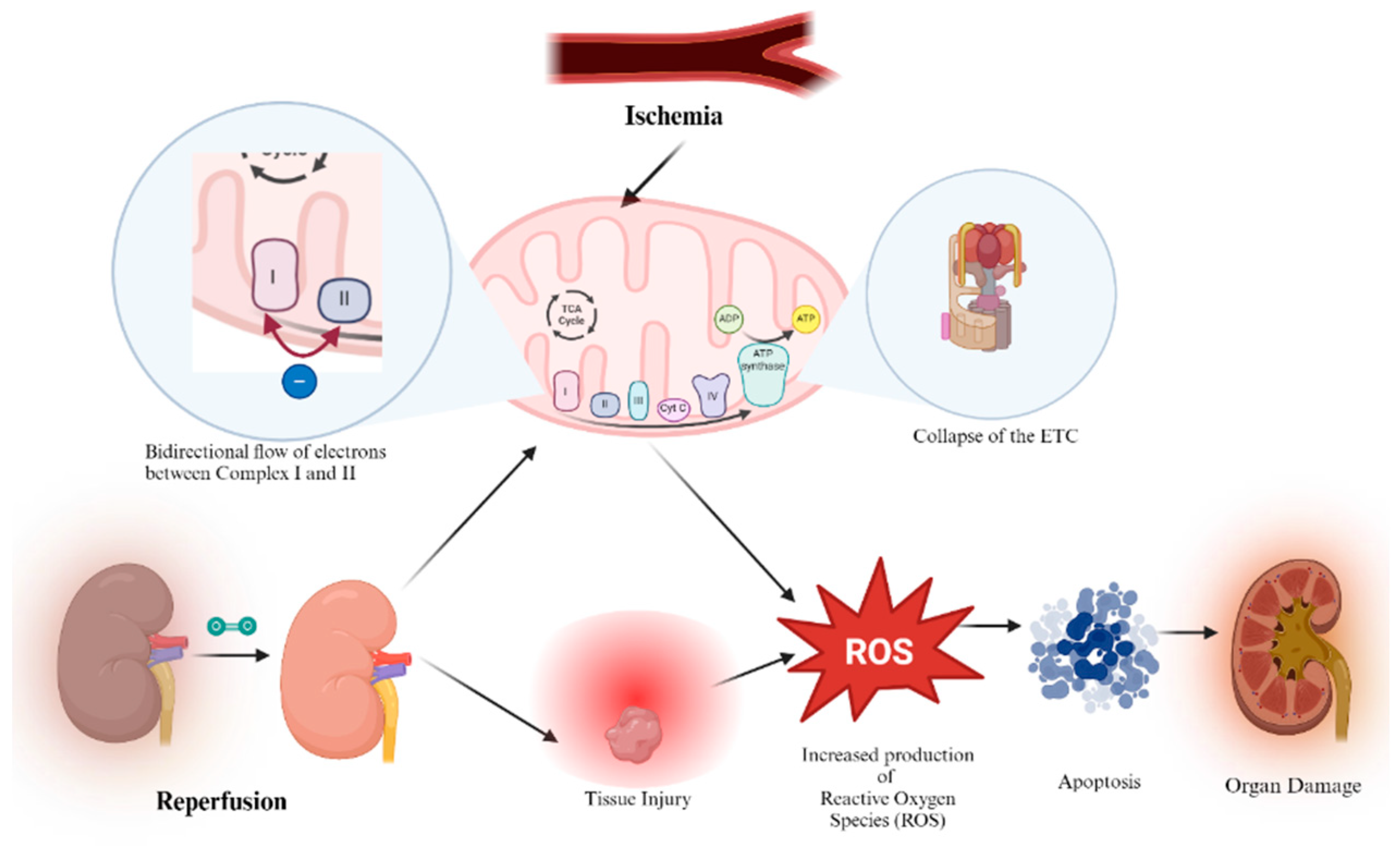 Biomedicines 12 01534 g004 Biomedicines 12 01534 g004