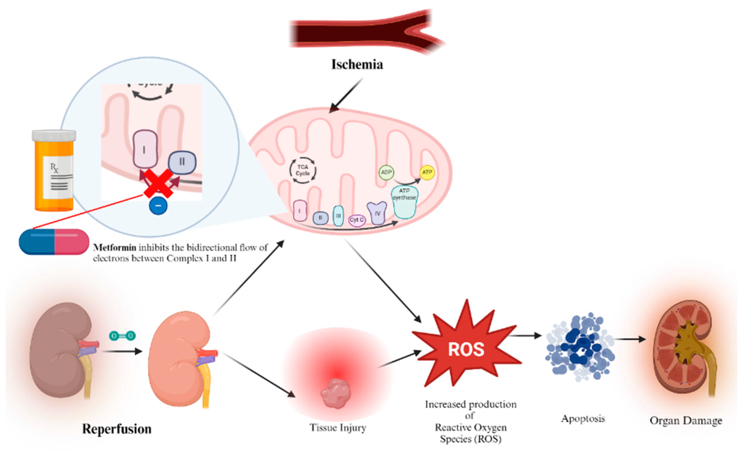 Biomedicines 12 01534 g005 Biomedicines 12 01534 g005