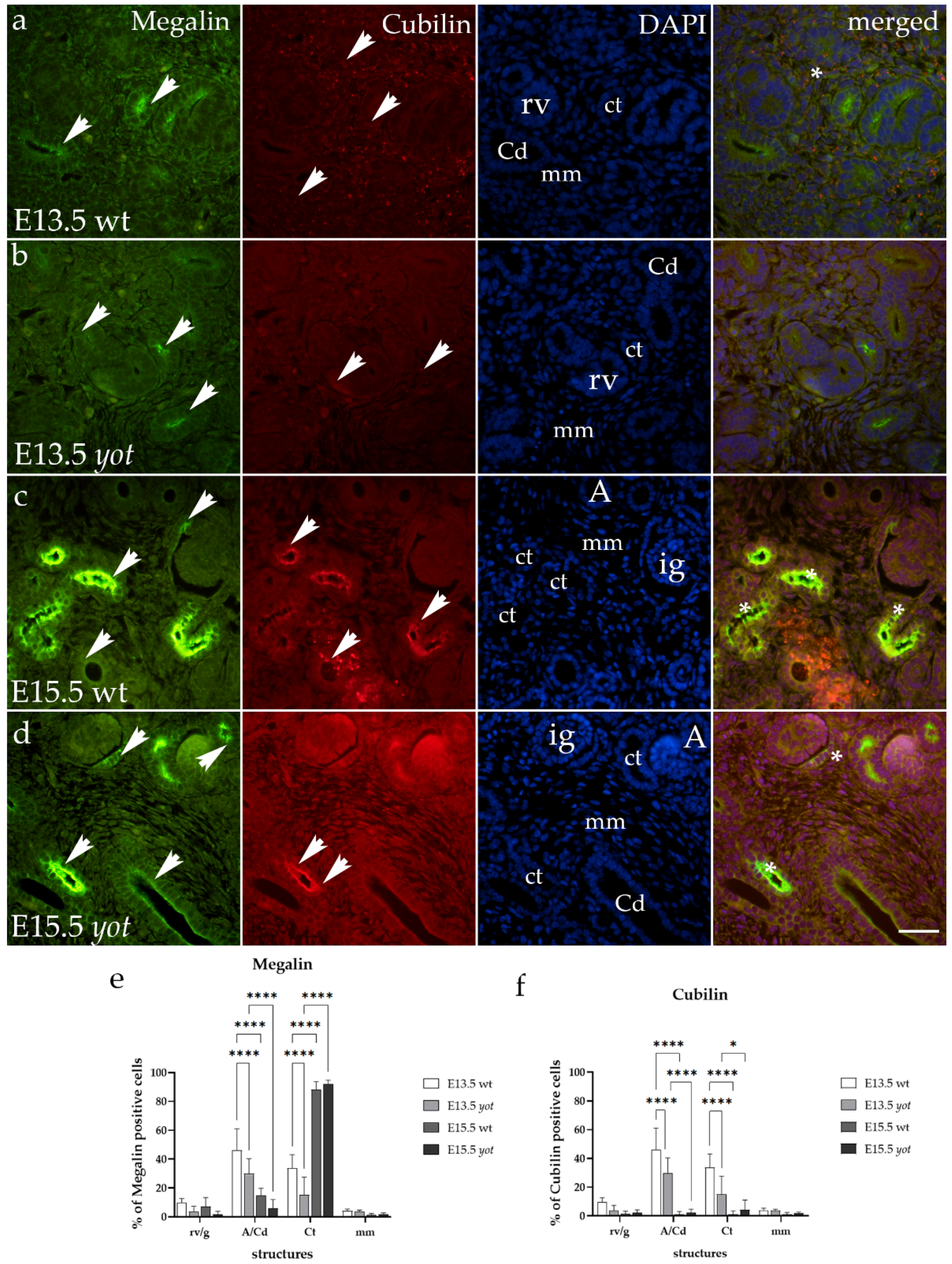 Biomedicines 12 01542 g001