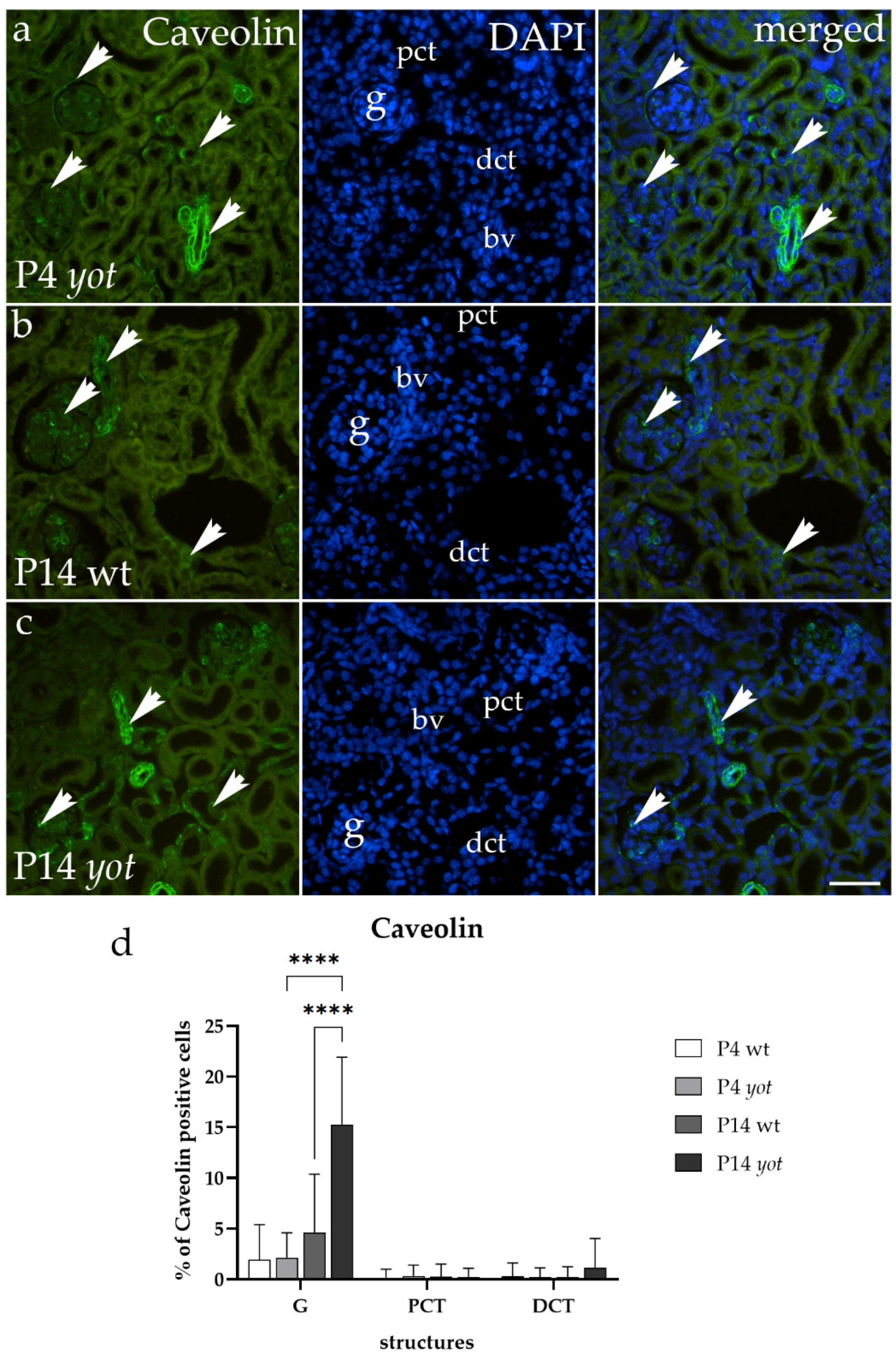 Biomedicines 12 01542 g004