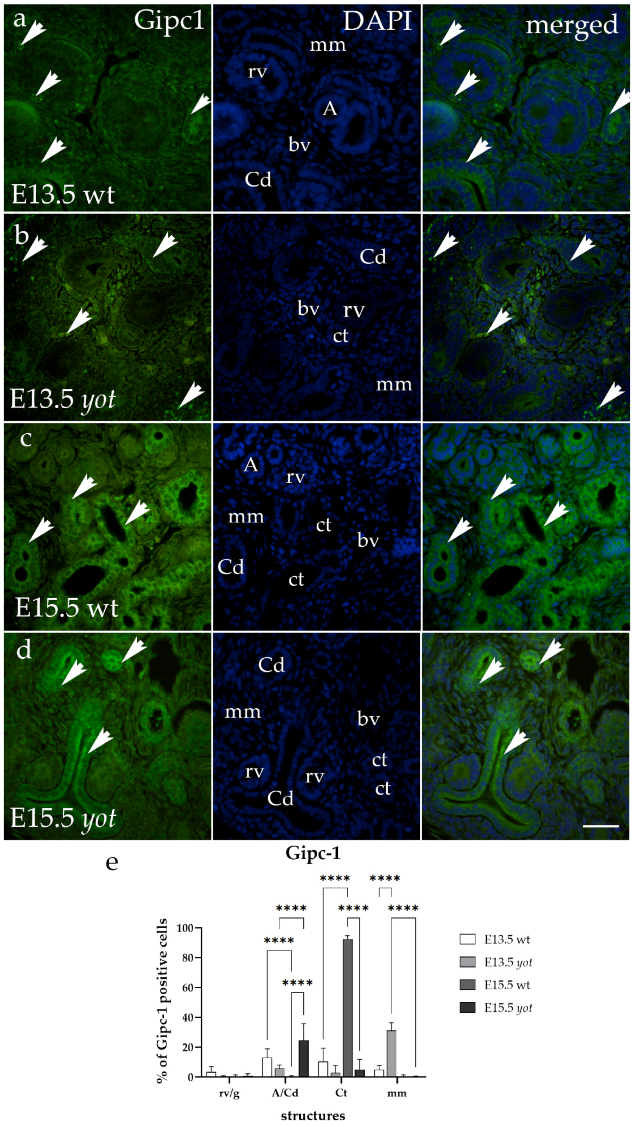 Biomedicines 12 01542 g005