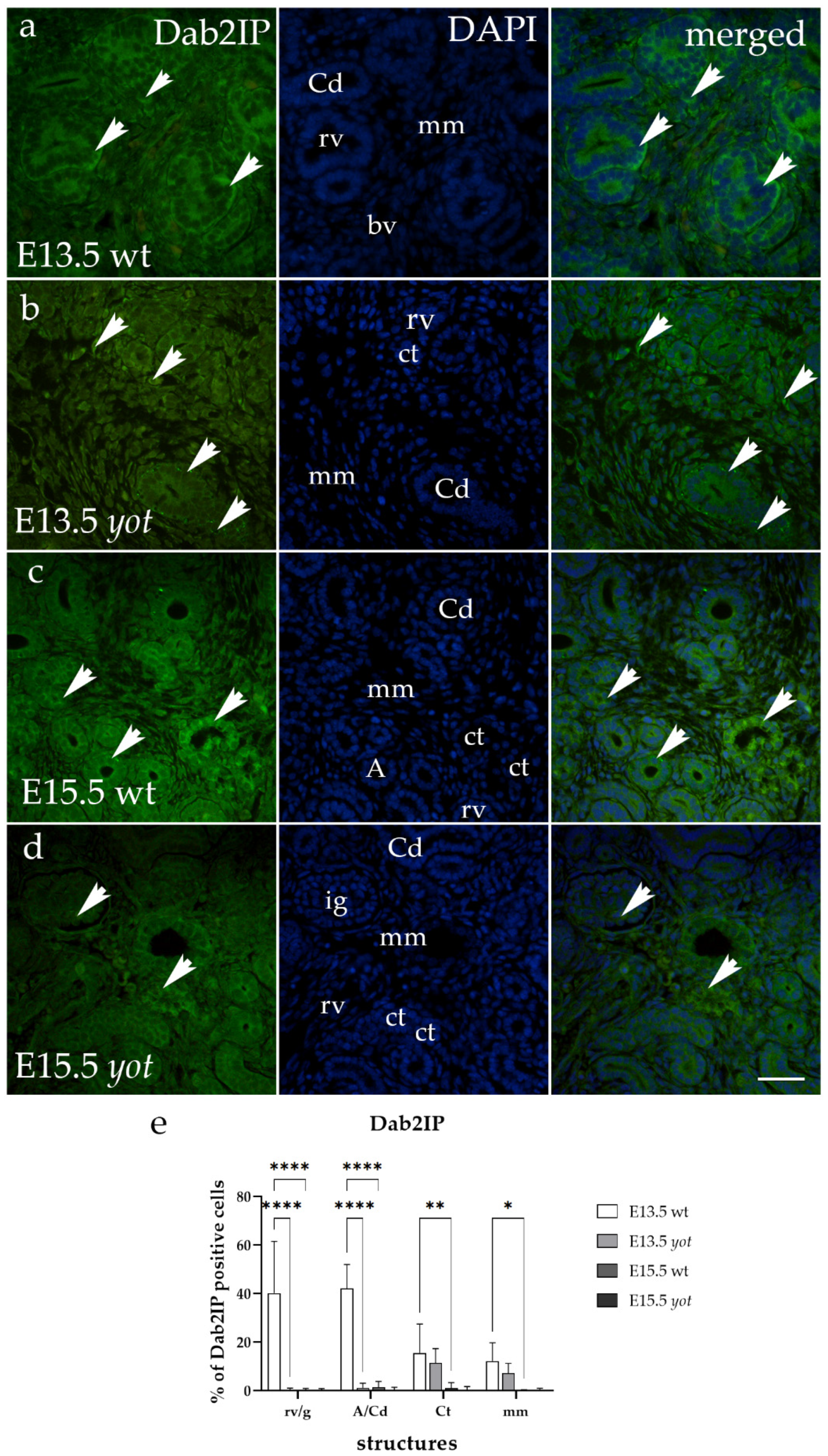 Biomedicines 12 01542 g007