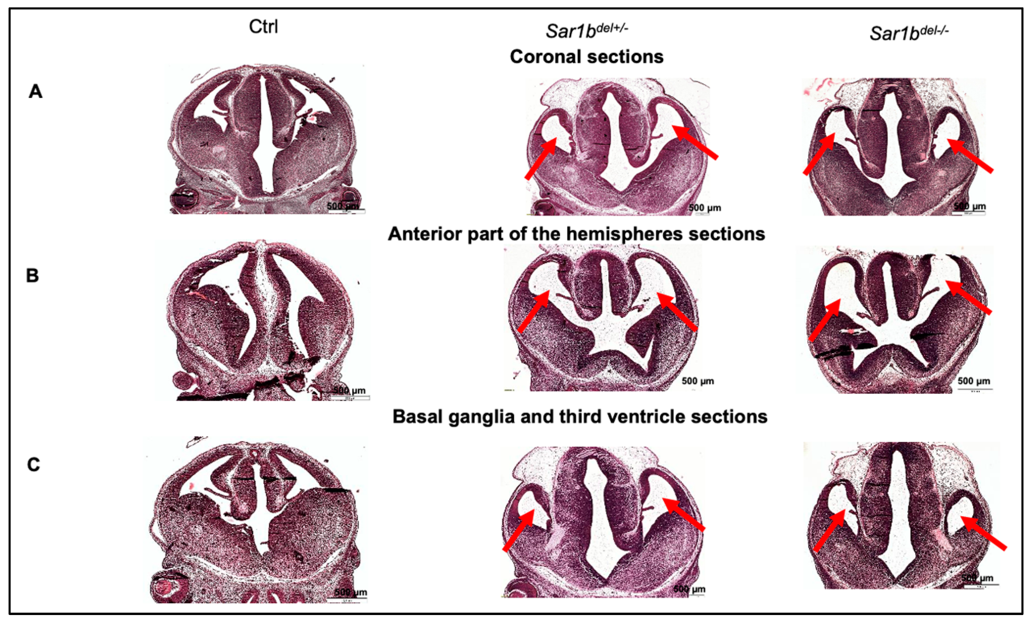 Biomedicines 12 01548 g006 Biomedicines 12 01548 g006