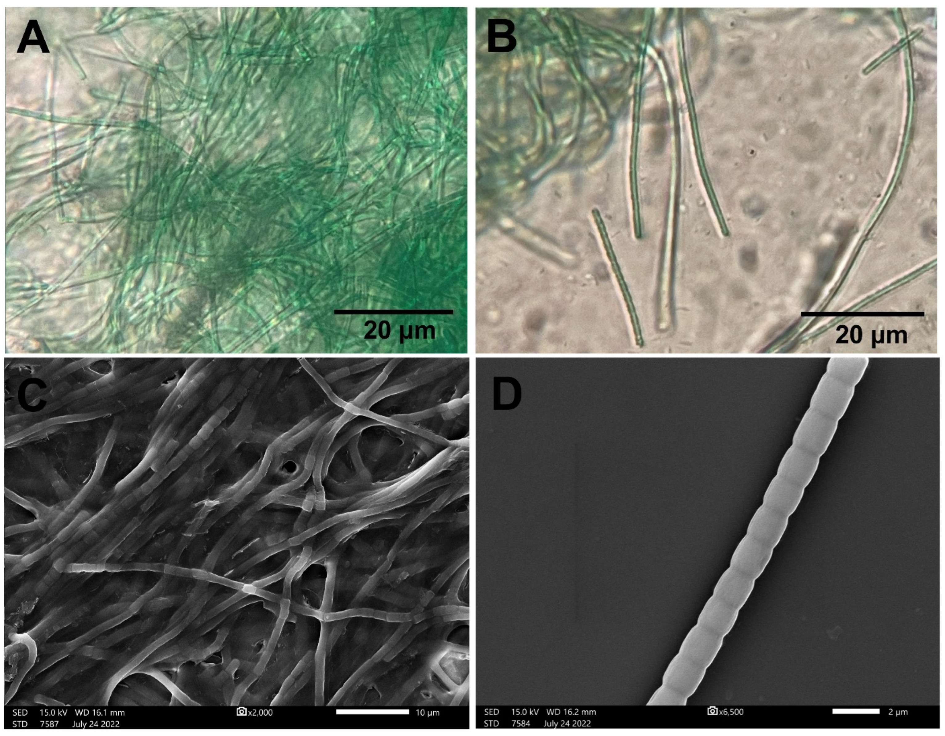 Biomedicines 12 01570 g001