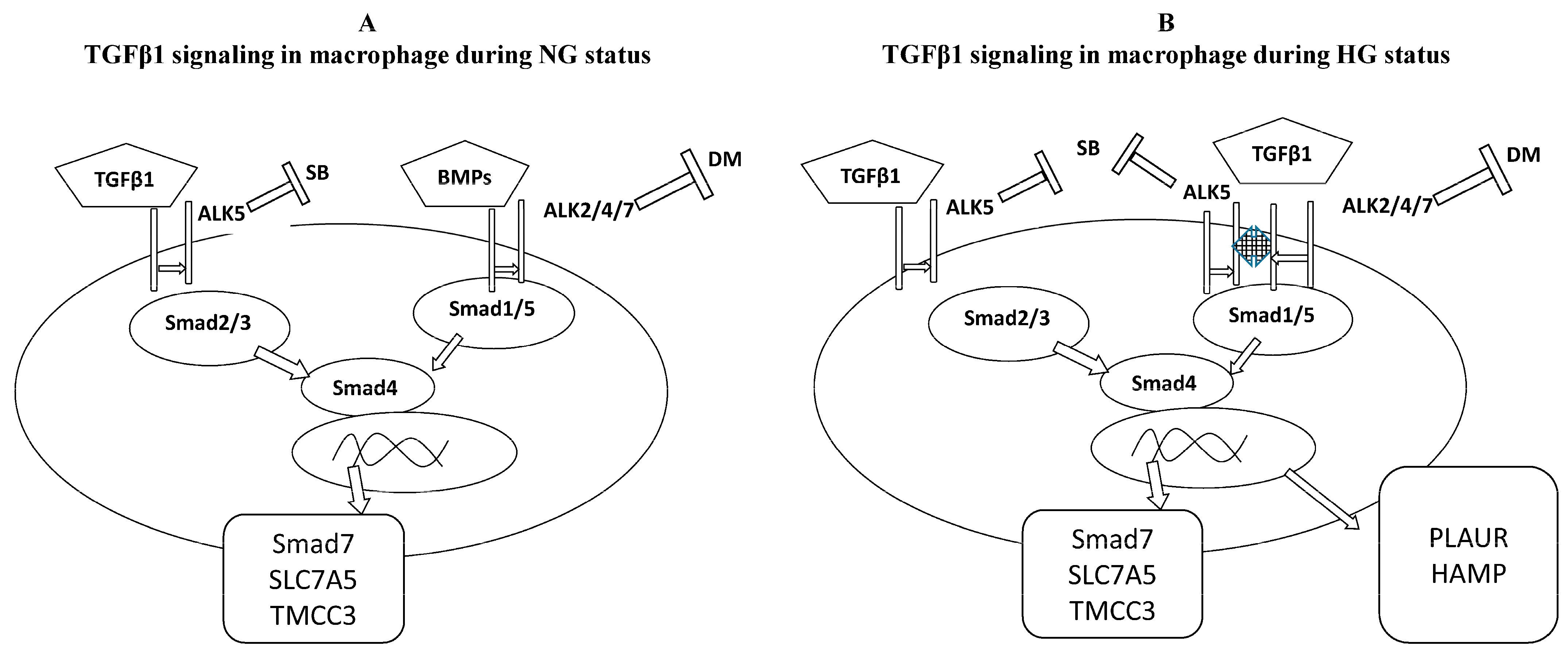 Biomedicines 12 01575 g004