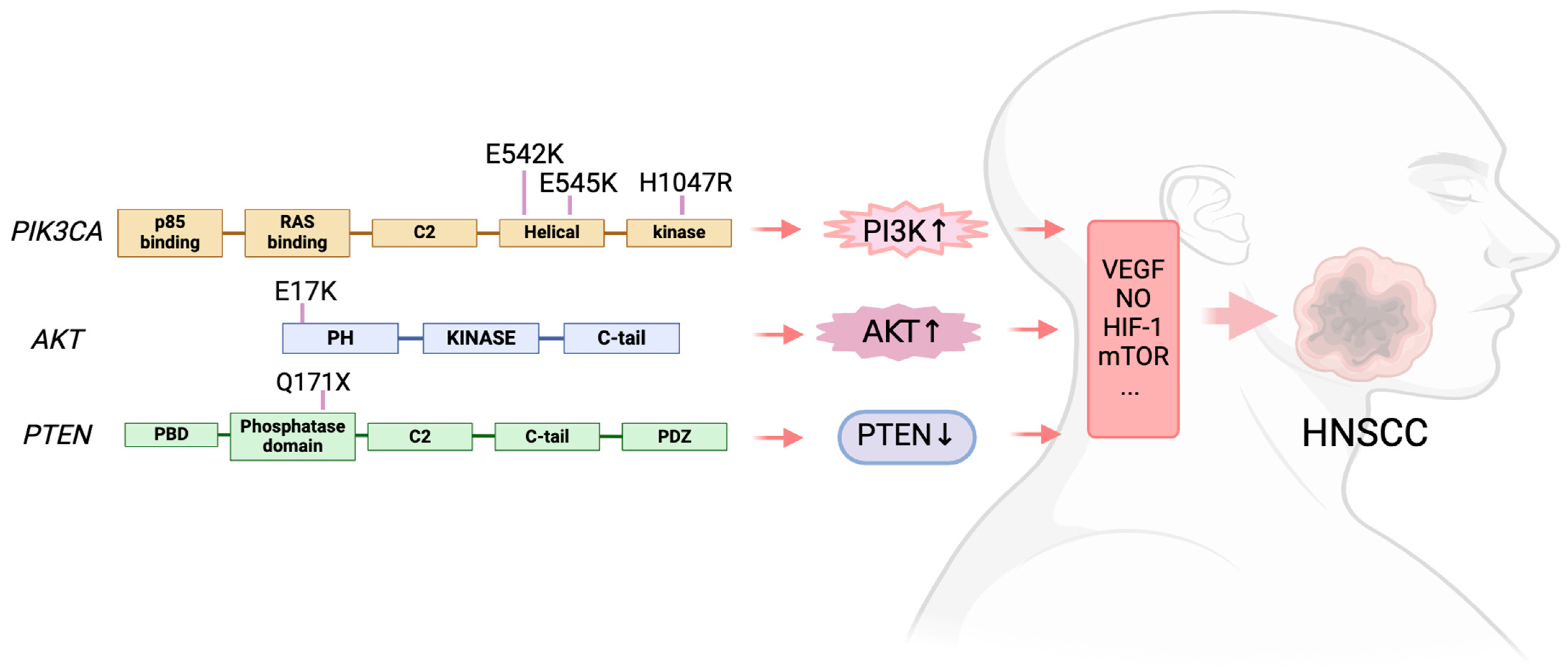 Biomedicines 12 01610 g002 Biomedicines 12 01610 g002