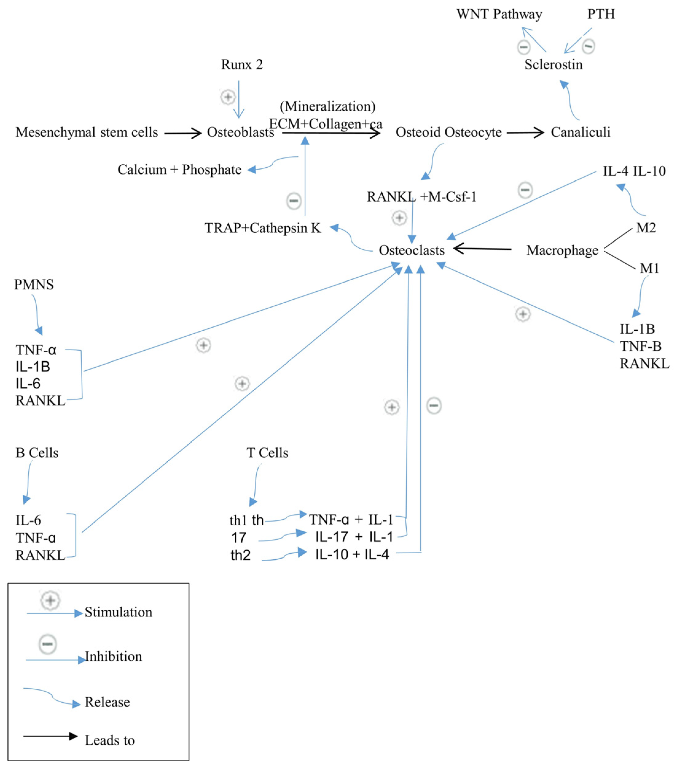Biomedicines 12 01635 g001 Biomedicines 12 01635 g001