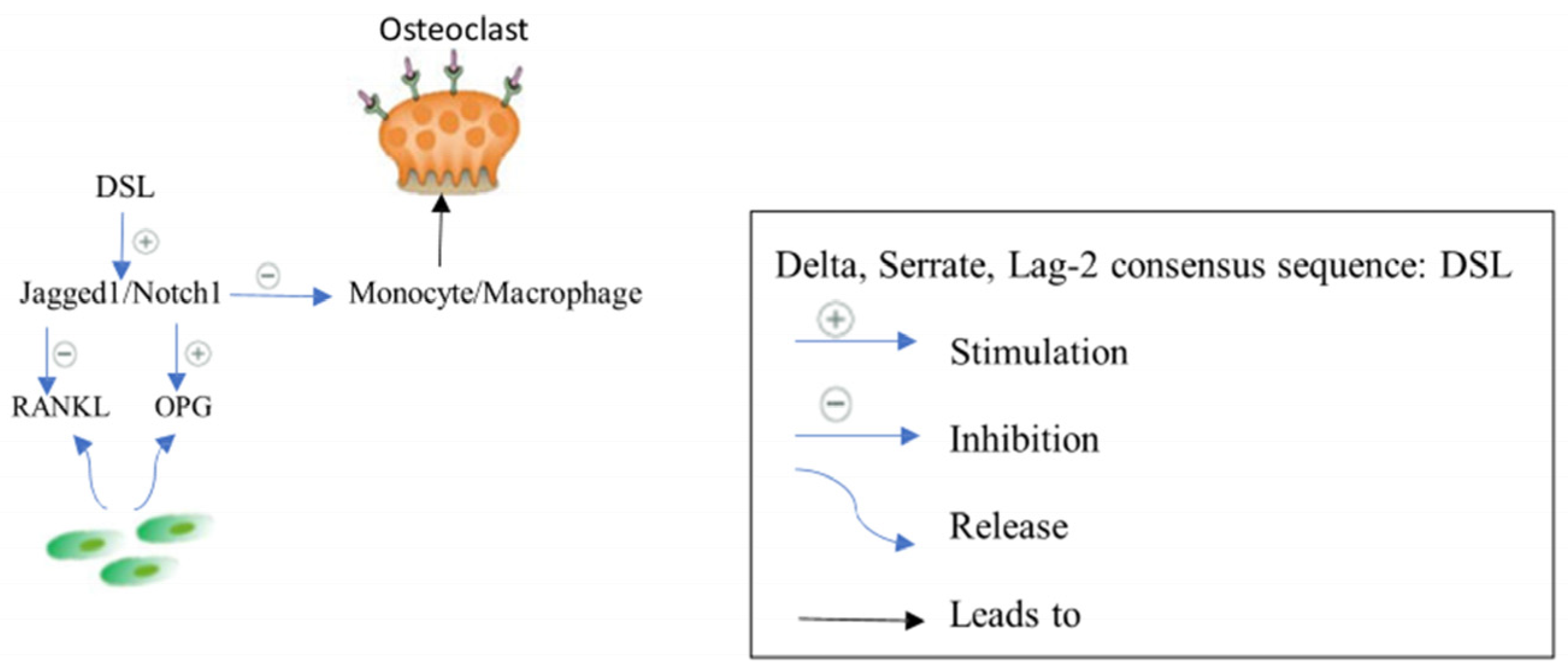 Biomedicines 12 01635 g004 Biomedicines 12 01635 g004