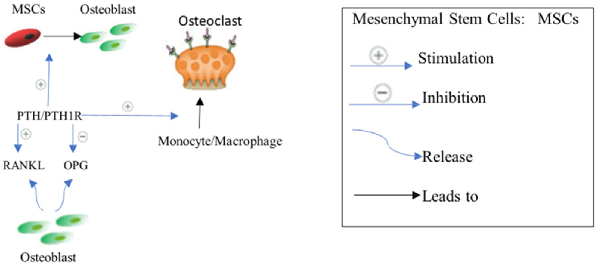 Biomedicines 12 01635 g005 Biomedicines 12 01635 g005