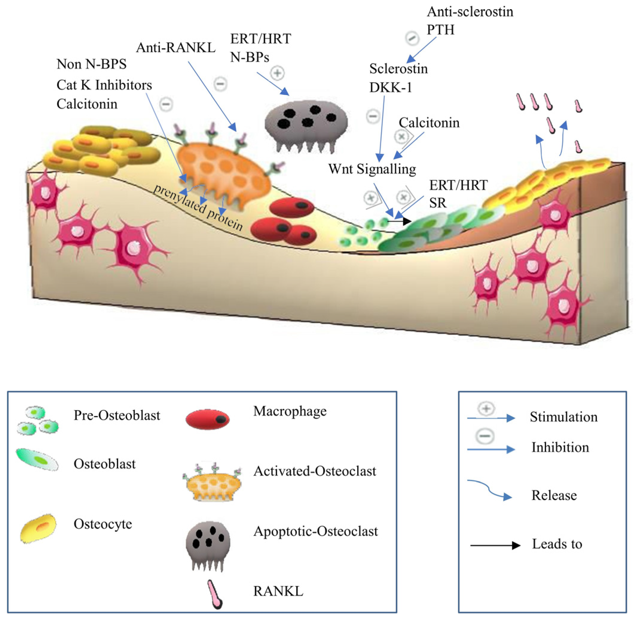 Biomedicines 12 01635 g010 Biomedicines 12 01635 g010