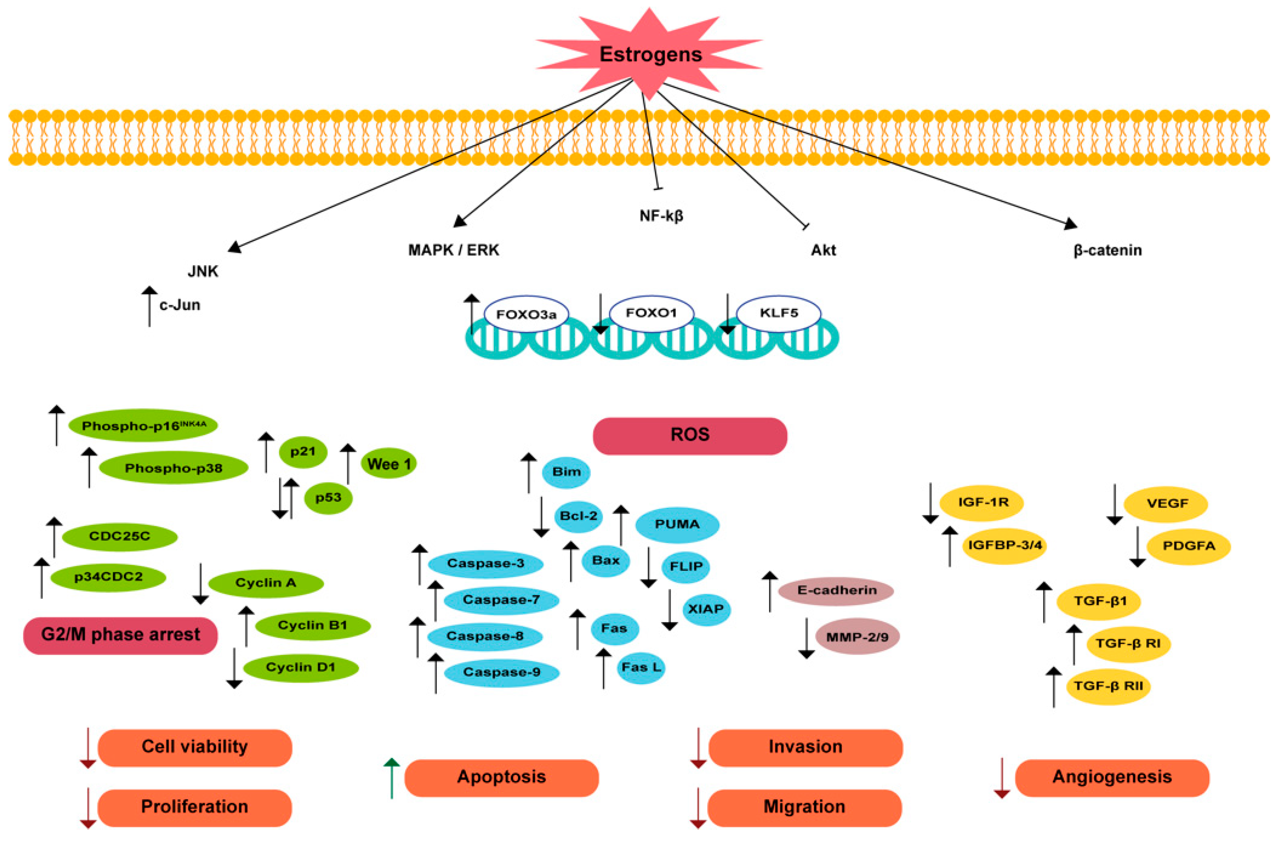 Biomedicines 12 01636 g003