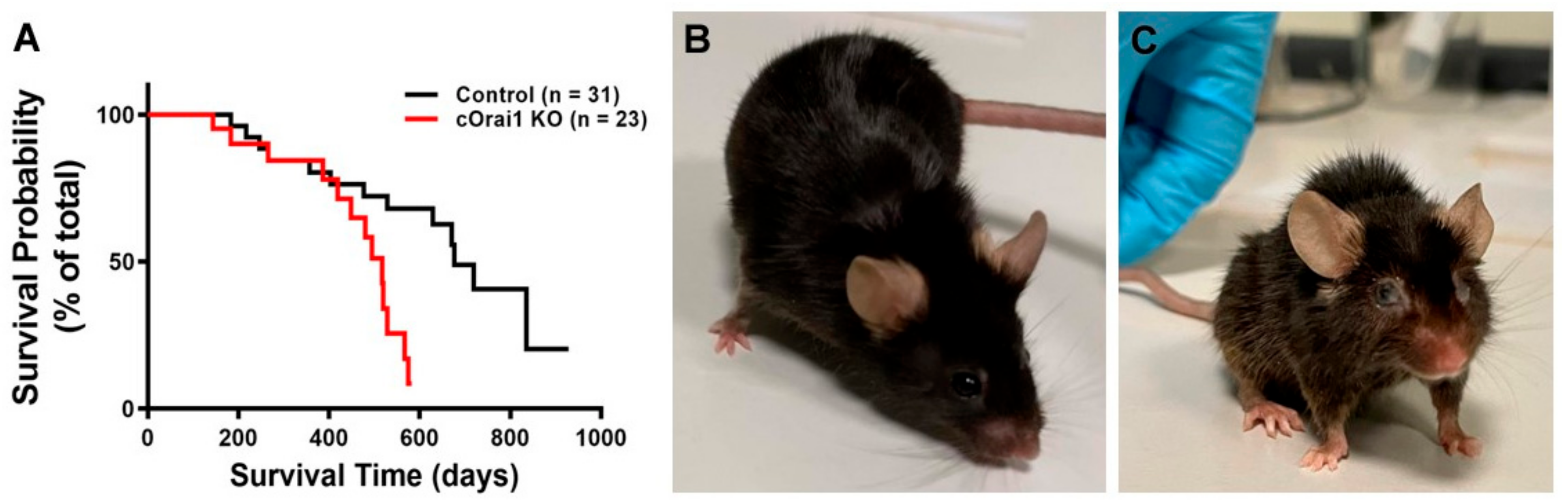 Biomedicines 12 01651 g001