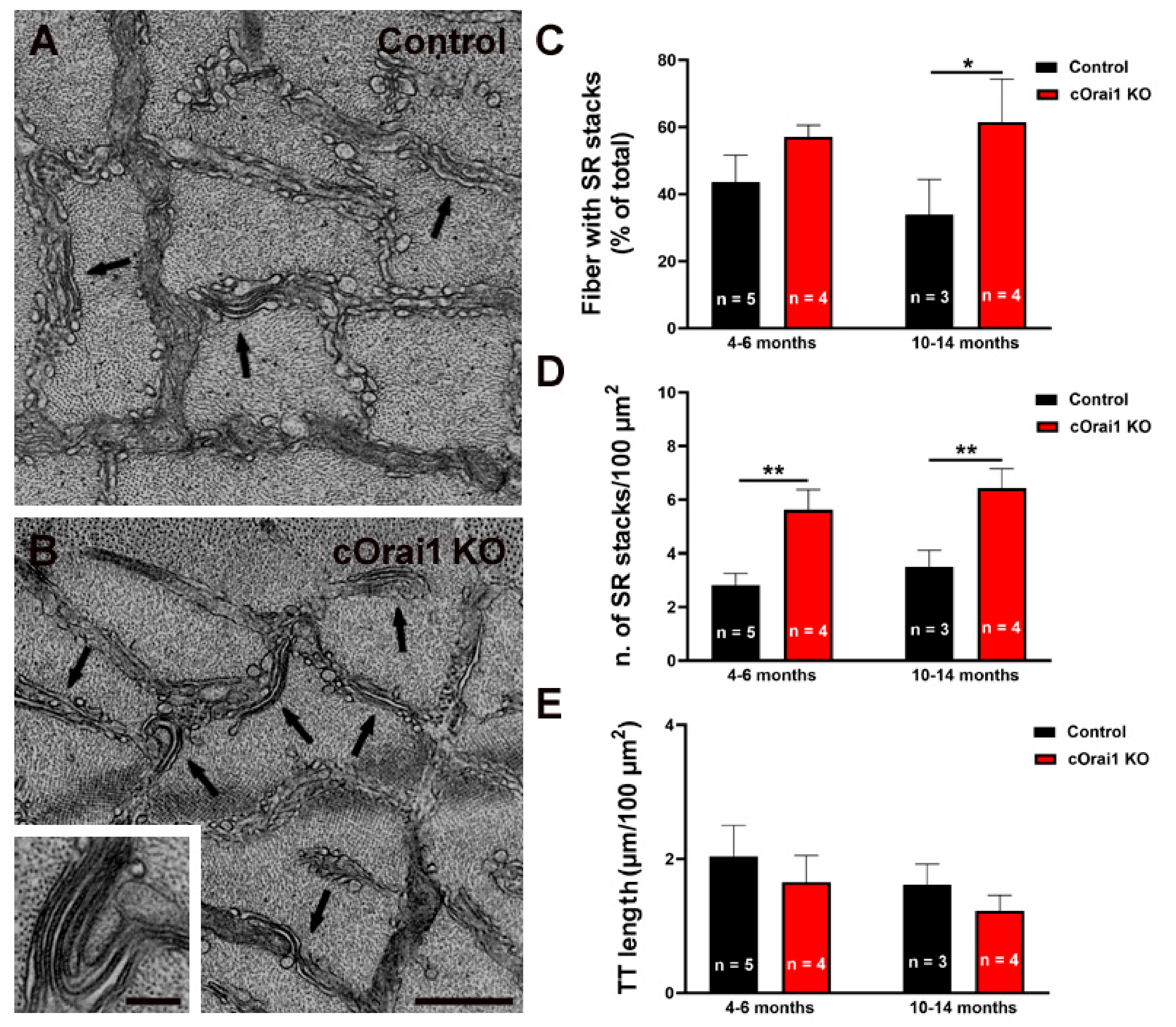 Biomedicines 12 01651 g008