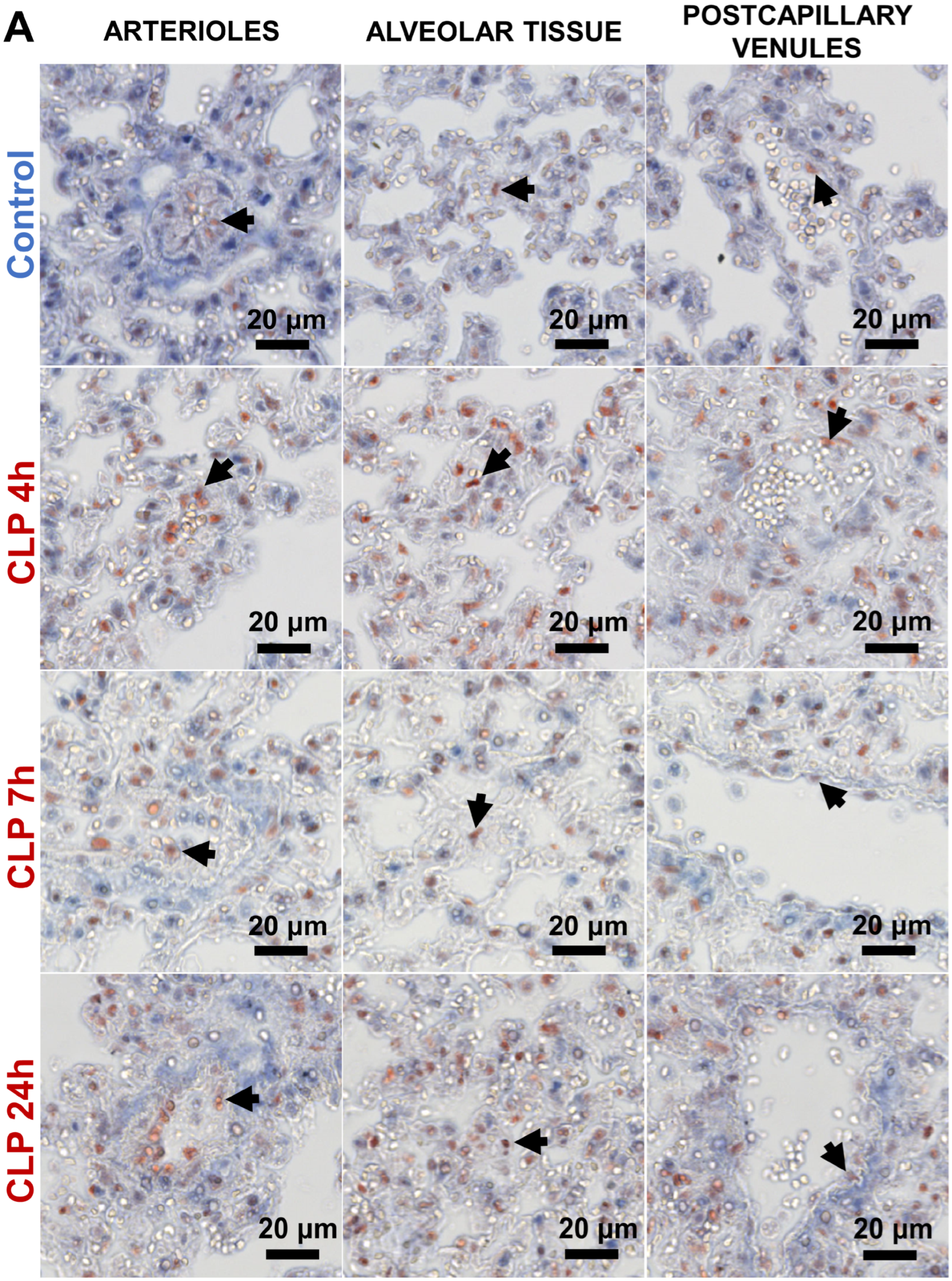 Biomedicines 12 01672 g003a