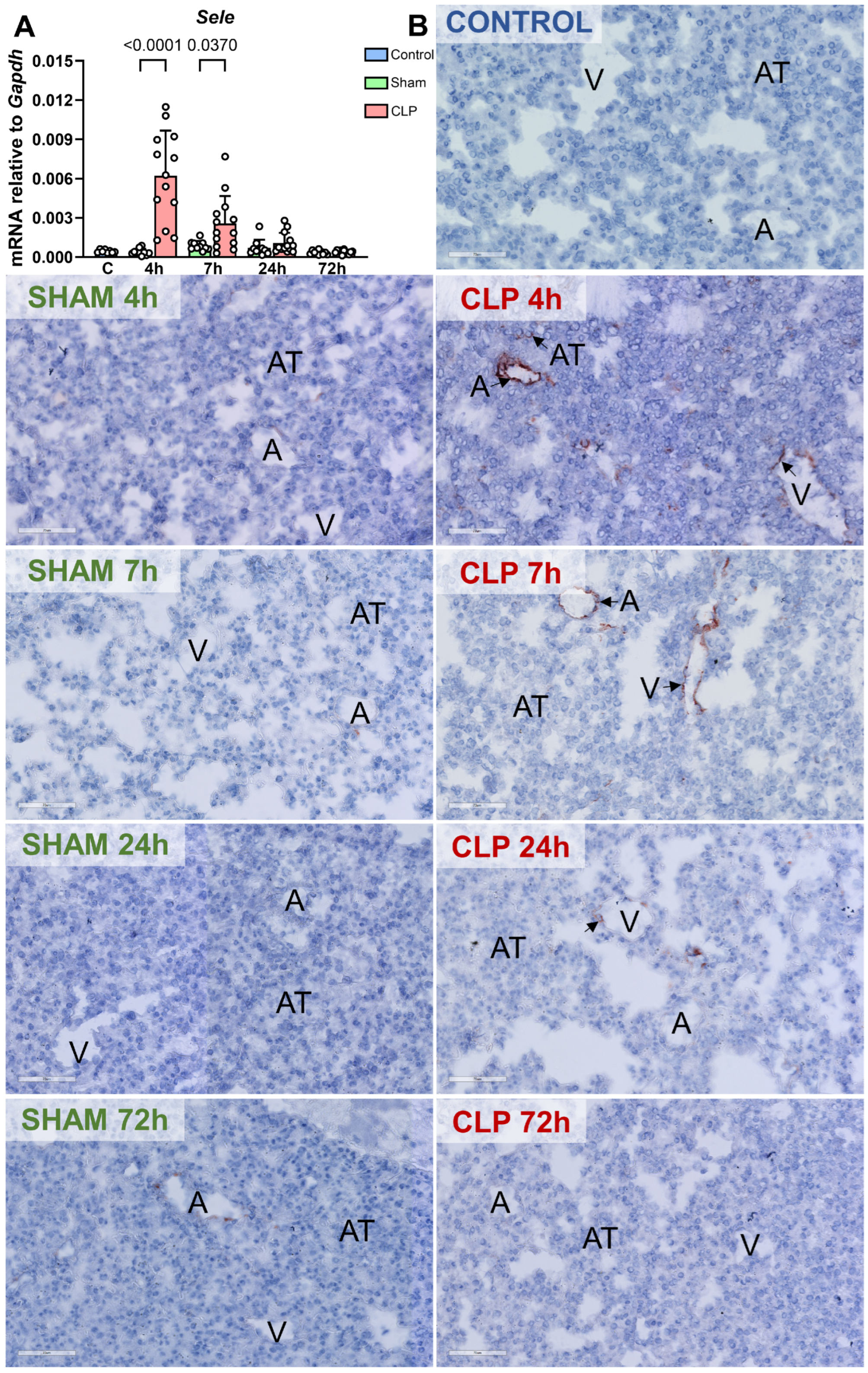 Biomedicines 12 01672 g004
