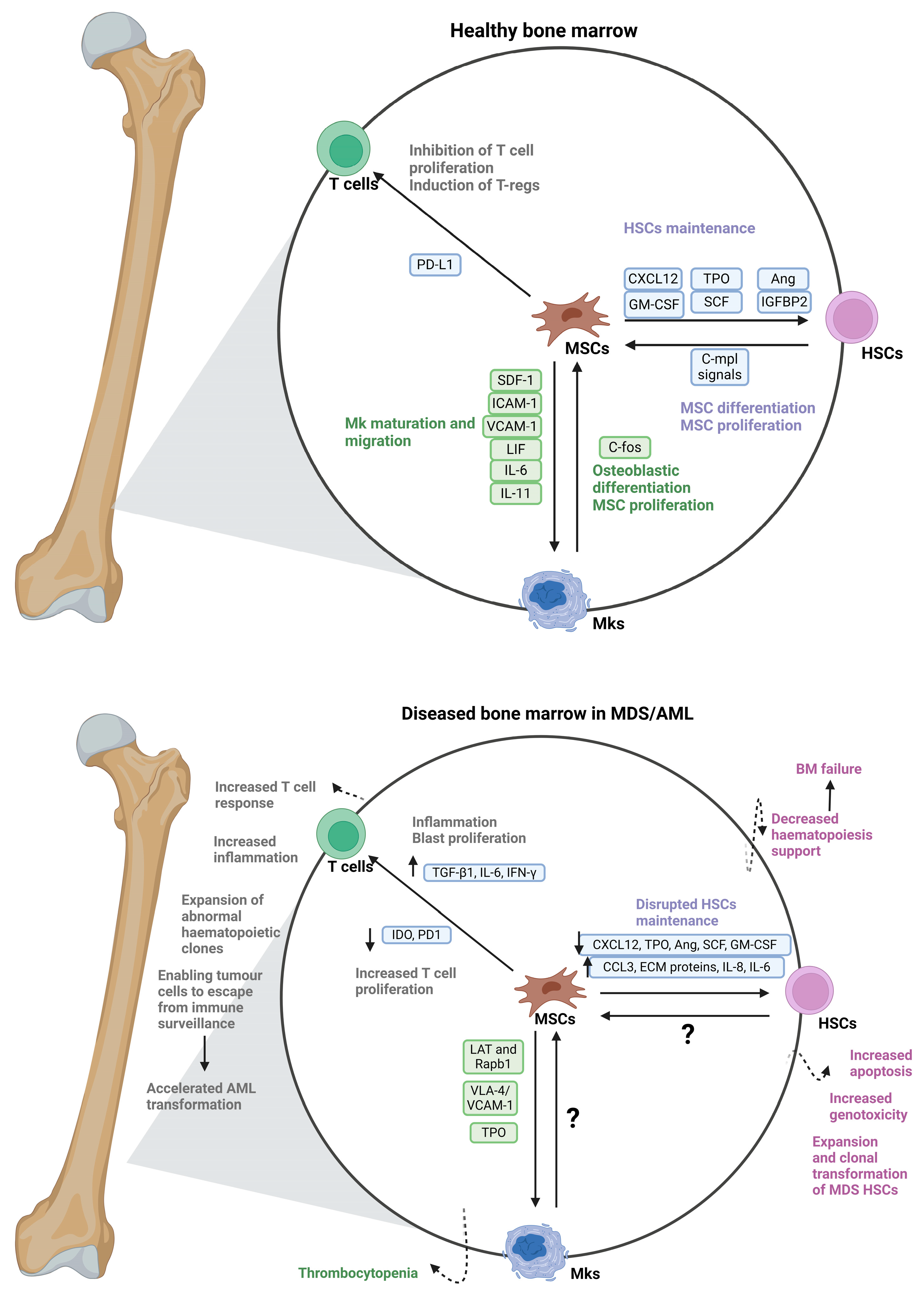 Biomedicines 12 01677 g002 Biomedicines 12 01677 g002
