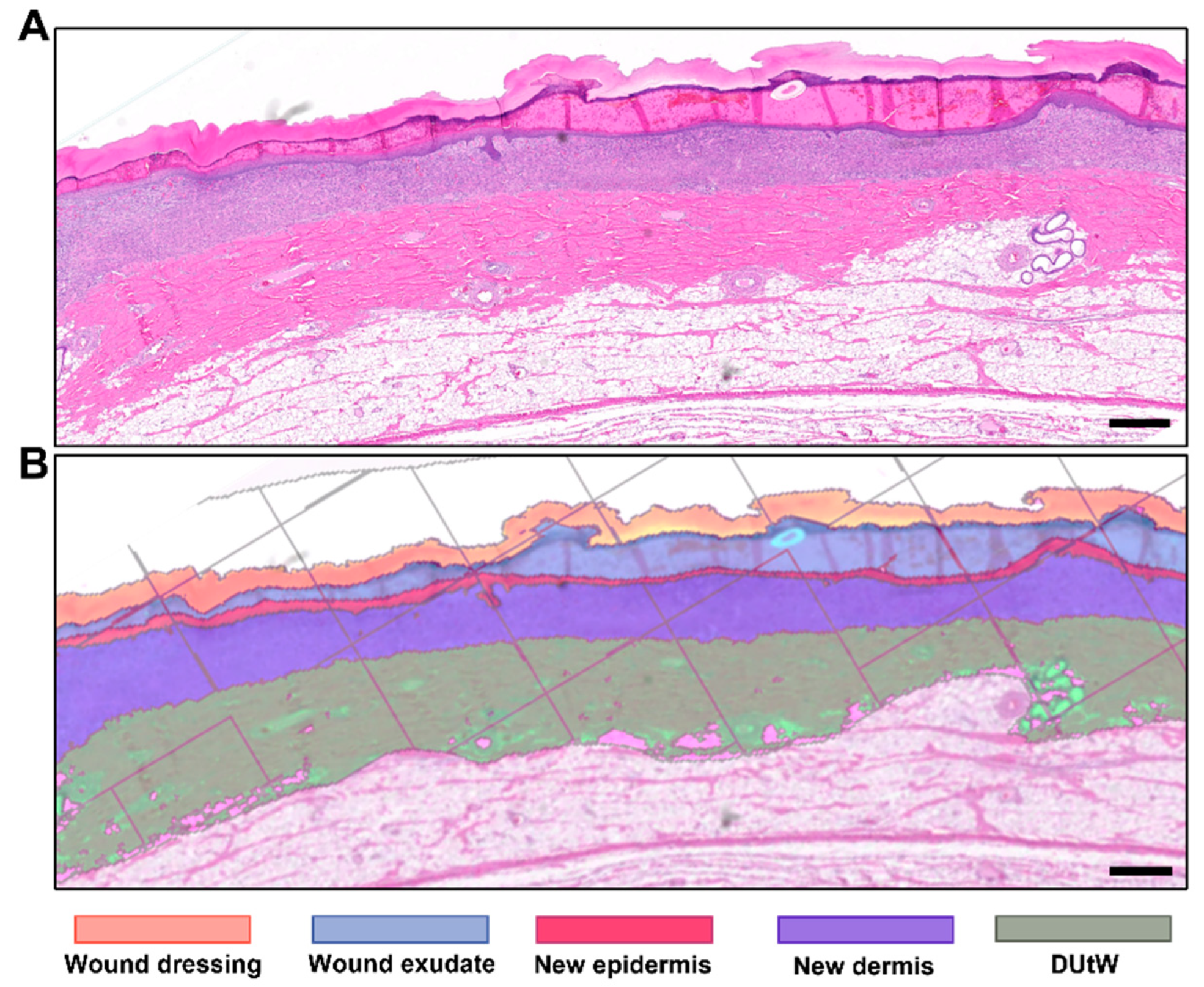 Biomedicines 12 01697 g002