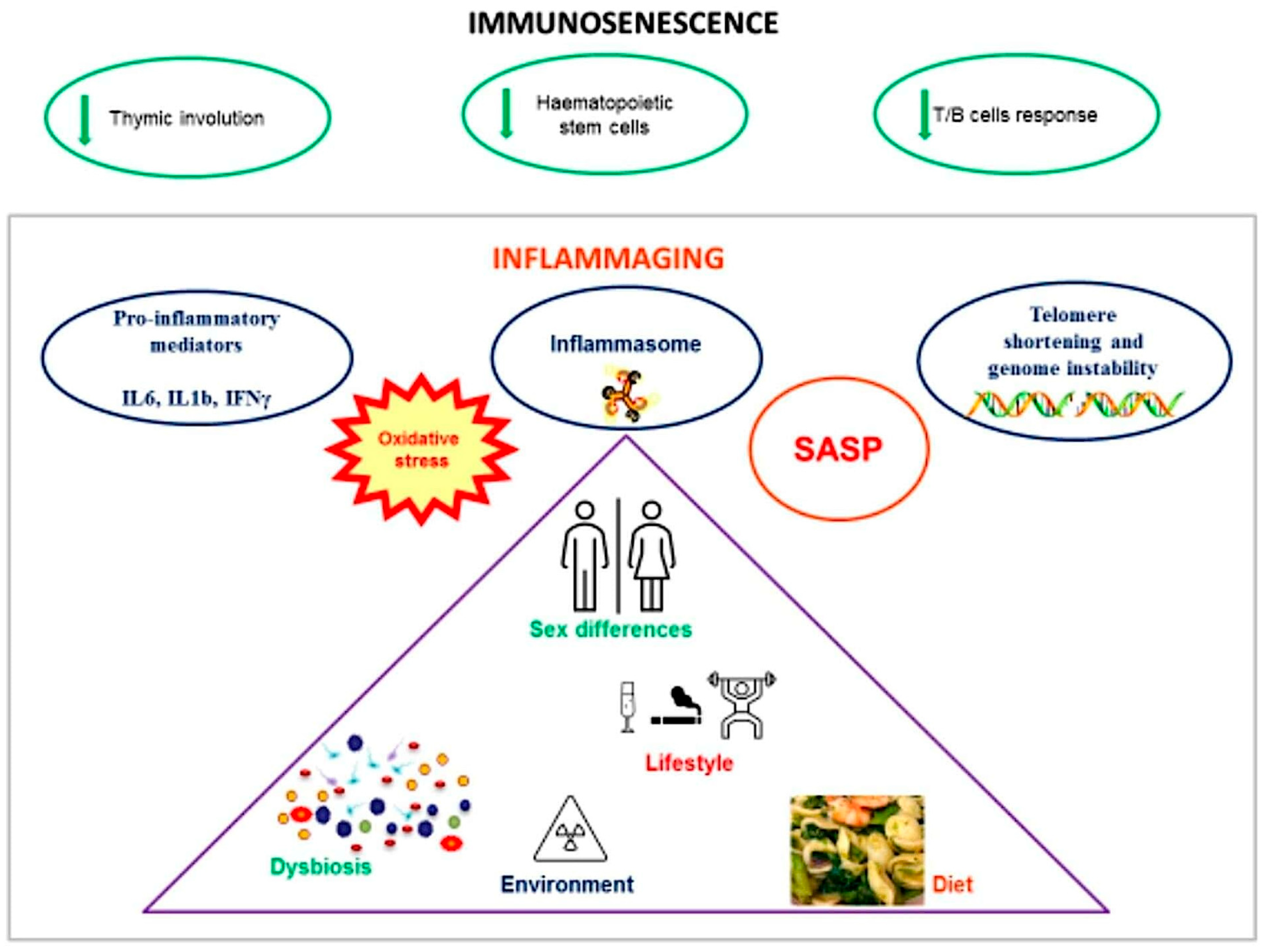 Biomedicines 12 01716 g001