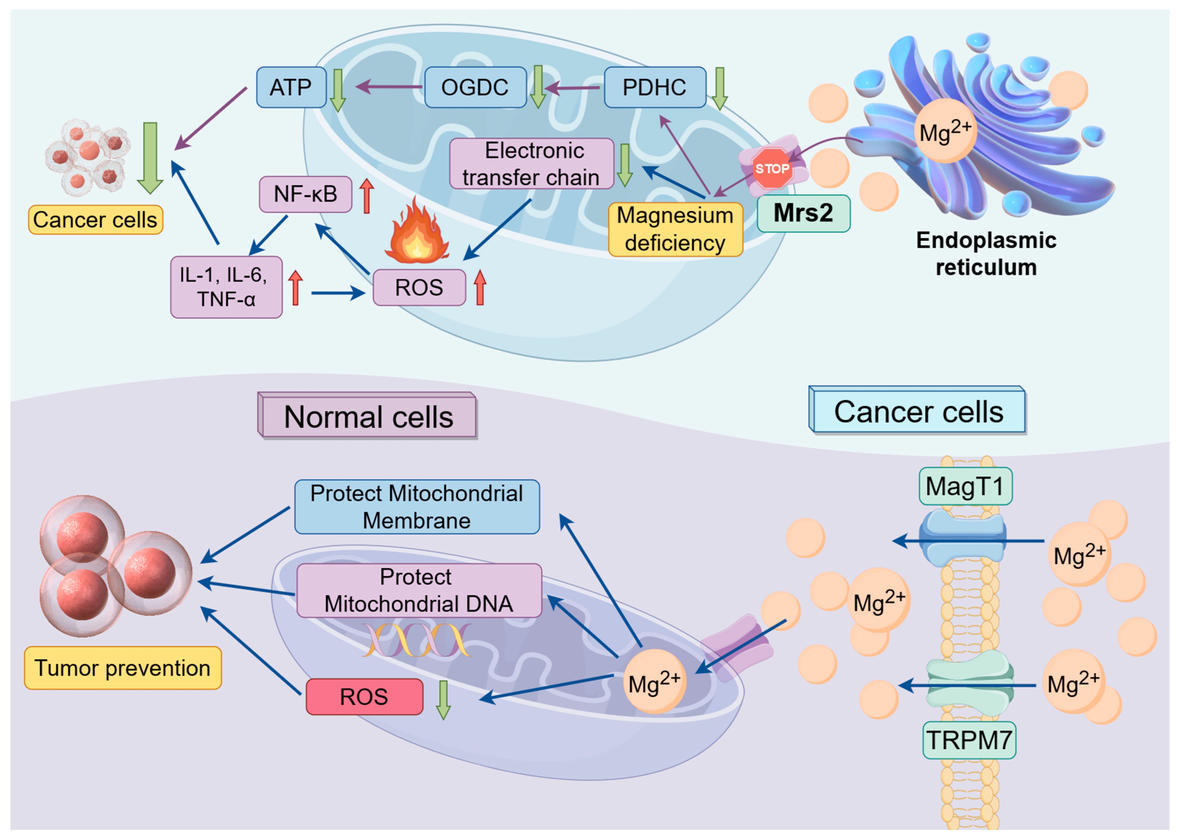 Biomedicines 12 01717 g002