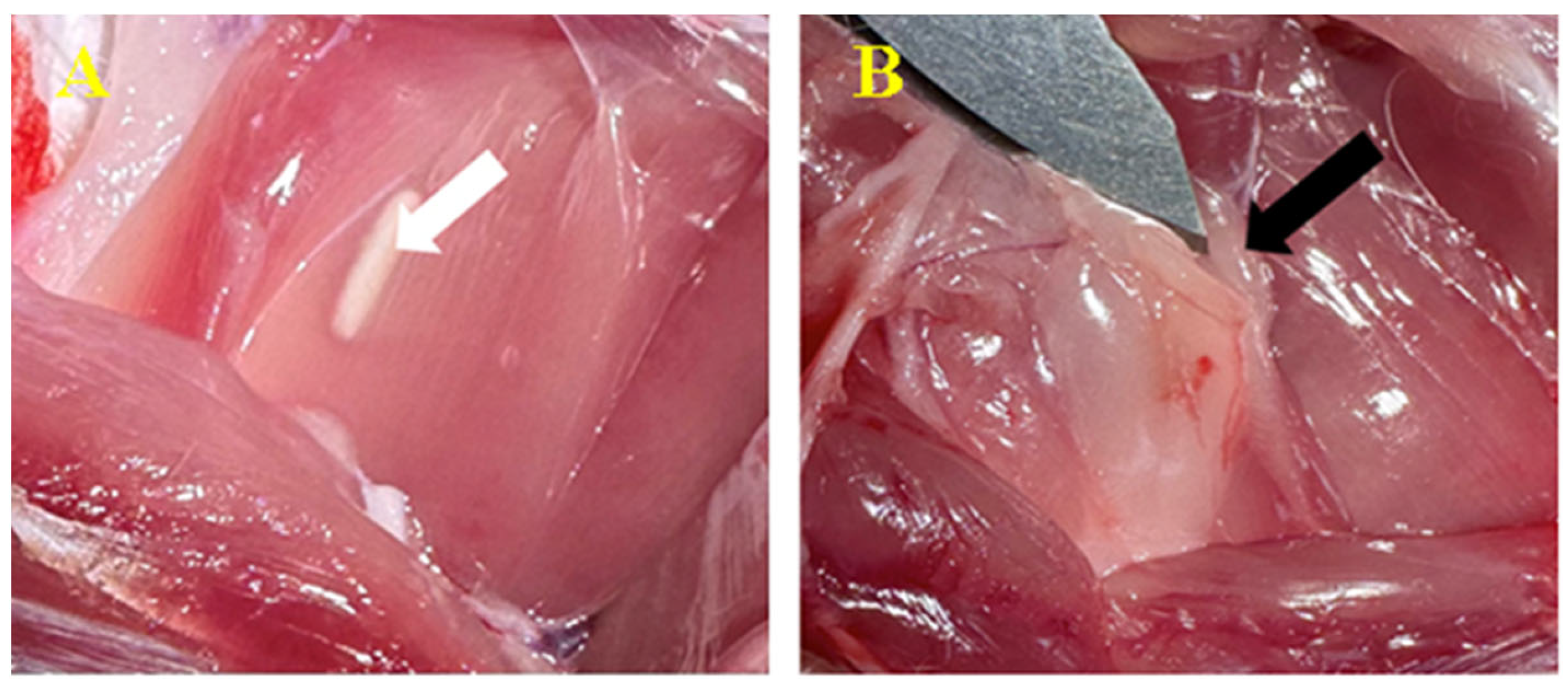 Biomedicines 12 01718 g005