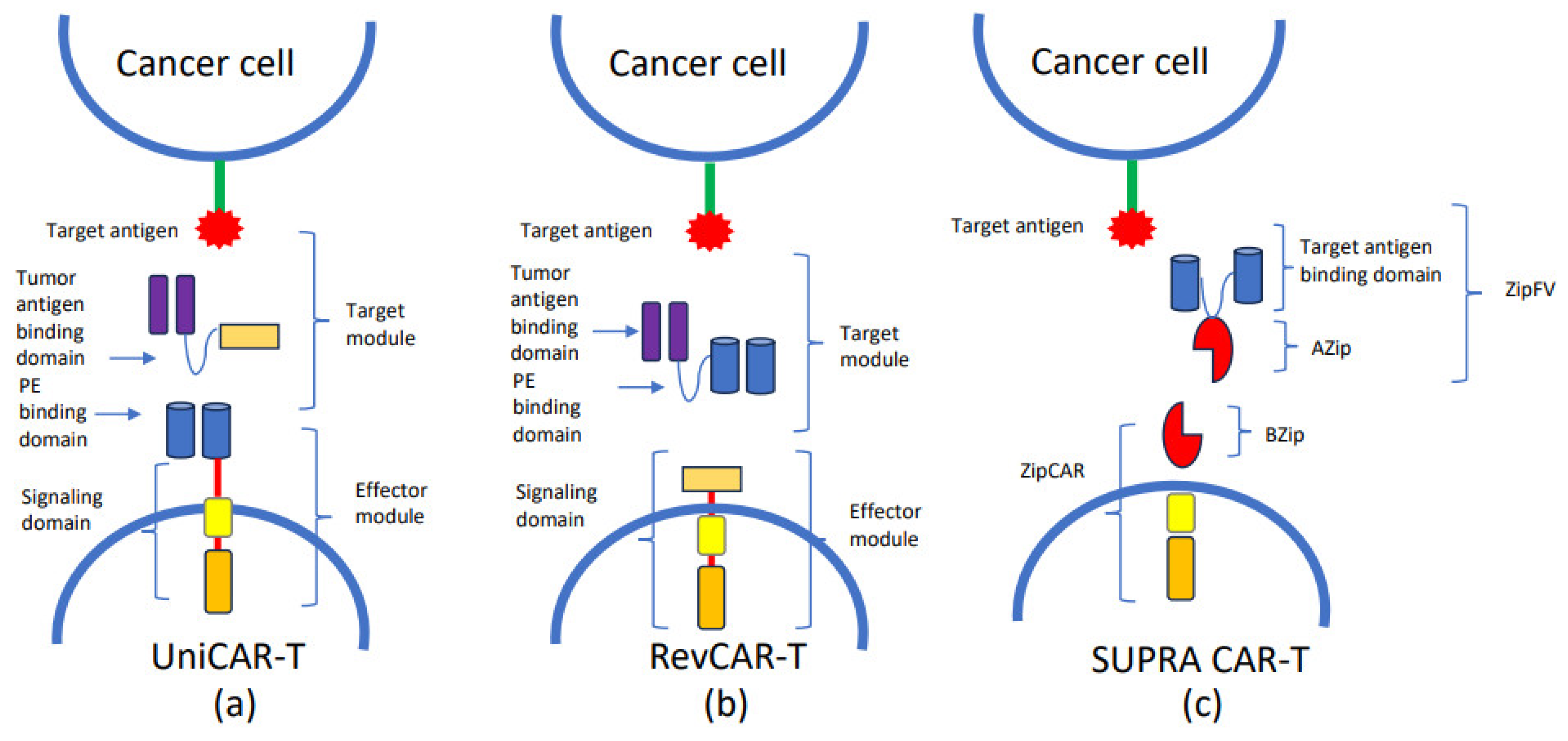 Biomedicines 12 01721 g002 Biomedicines 12 01721 g002