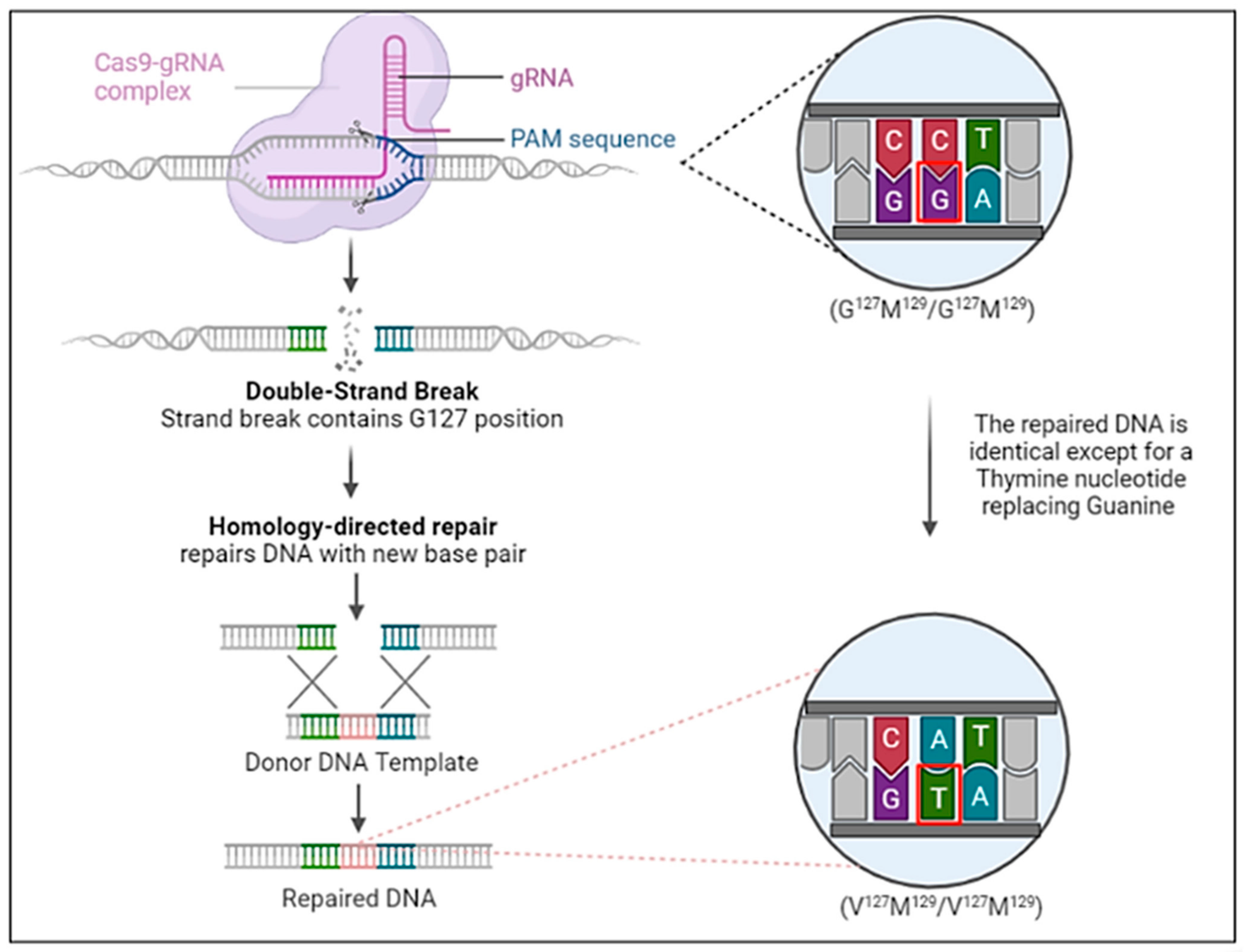Biomedicines 12 01725 g003 Biomedicines 12 01725 g003