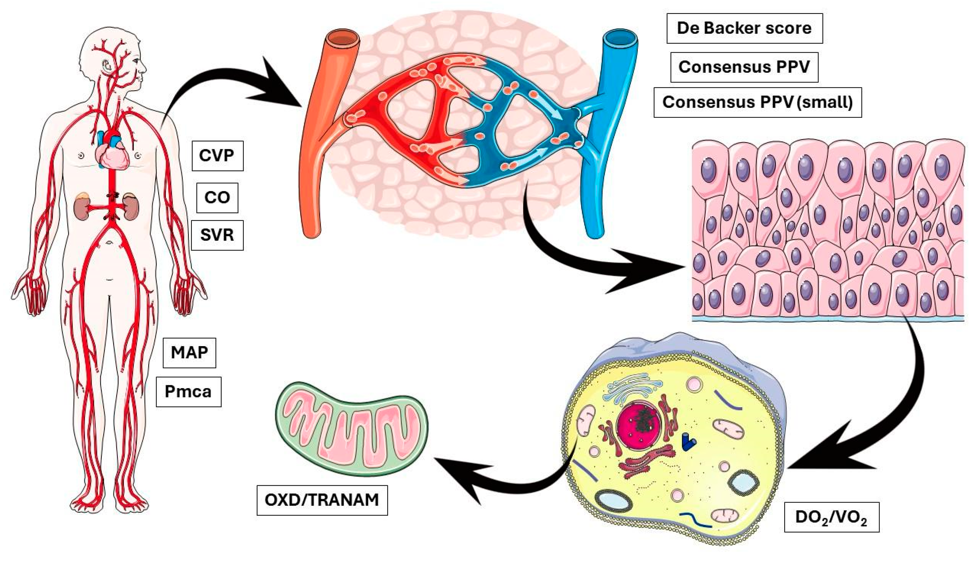 Biomedicines 12 01754 g006