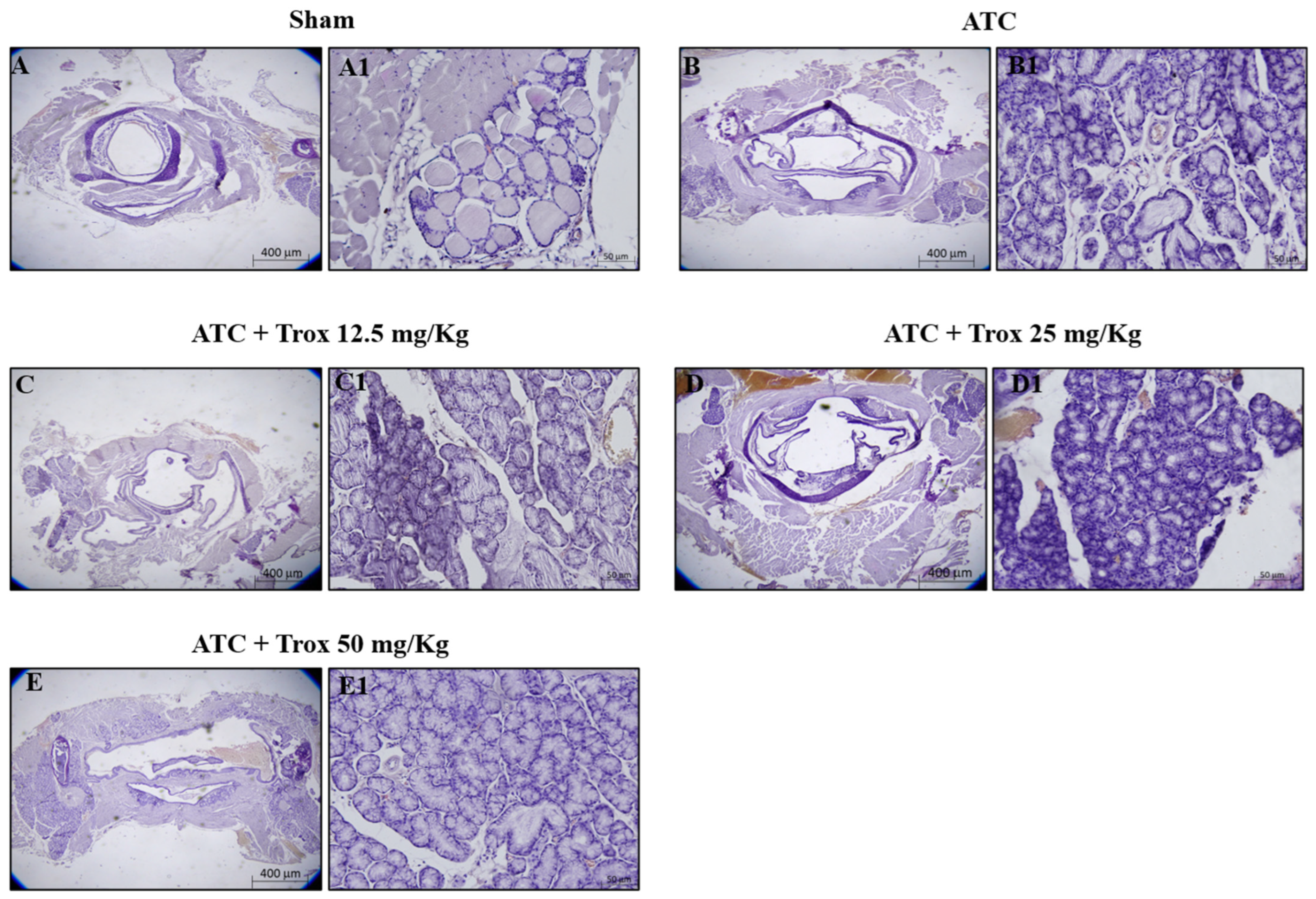 Biomedicines 12 01755 g007