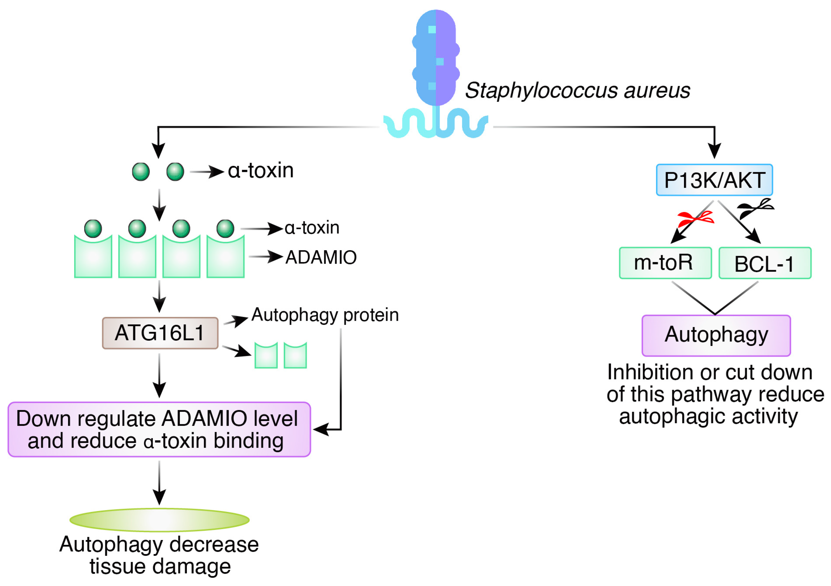 Biomedicines 12 01757 g005 Biomedicines 12 01757 g005