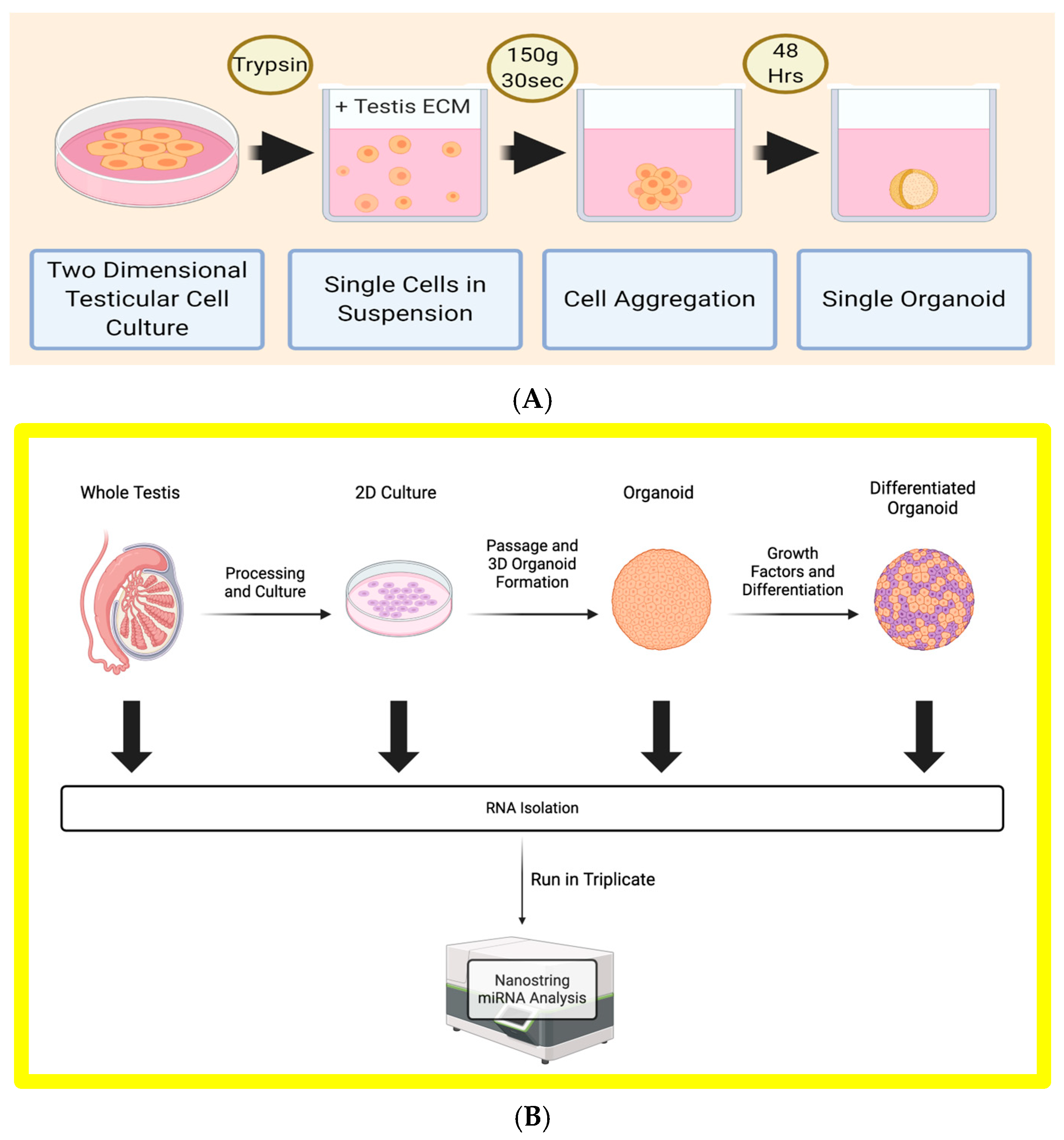 Biomedicines 12 01774 g002 Biomedicines 12 01774 g002