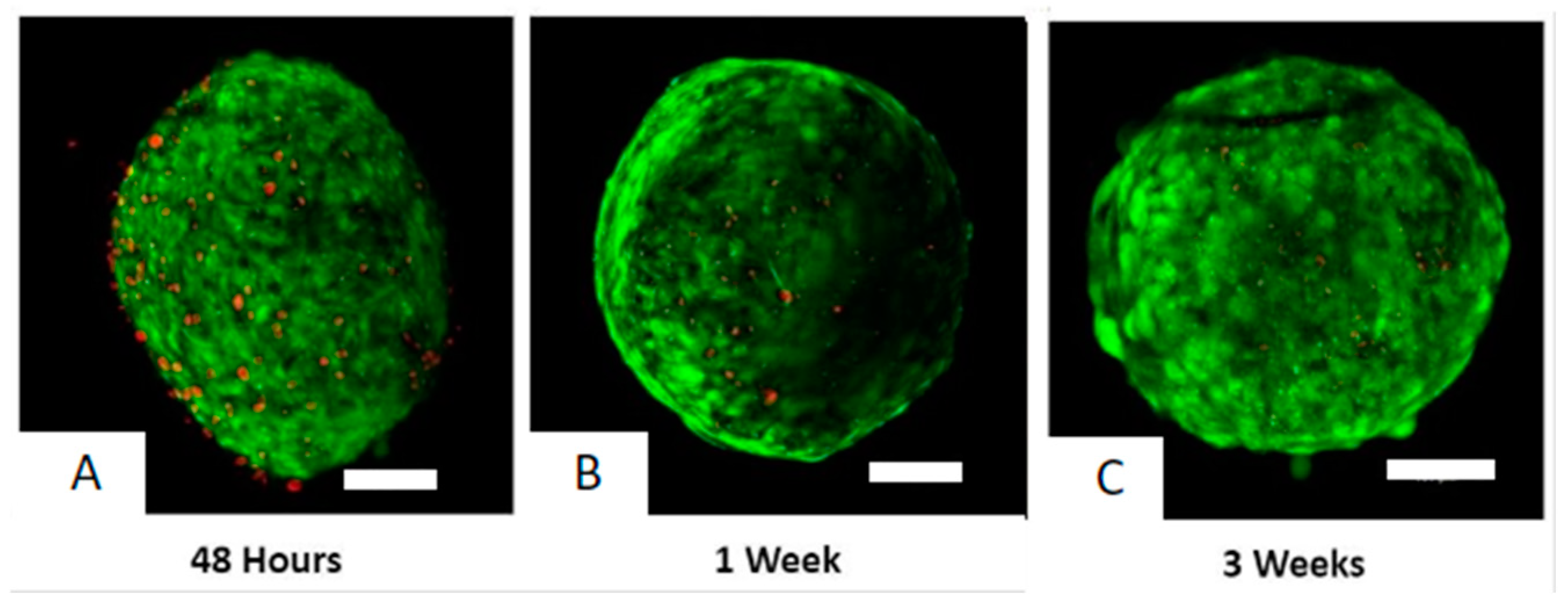 Biomedicines 12 01774 g003 Biomedicines 12 01774 g003