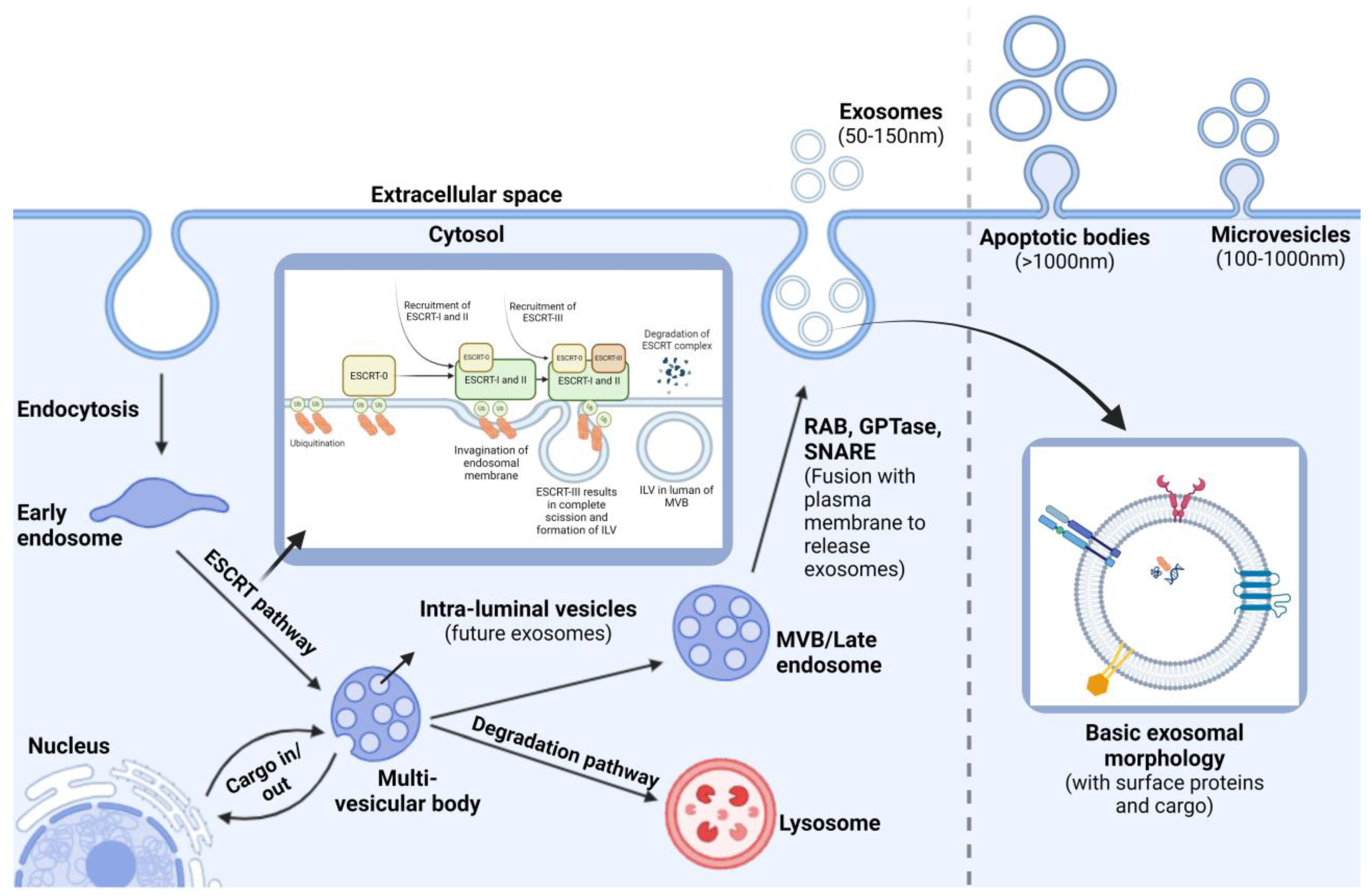 Biomedicines 12 01809 g002