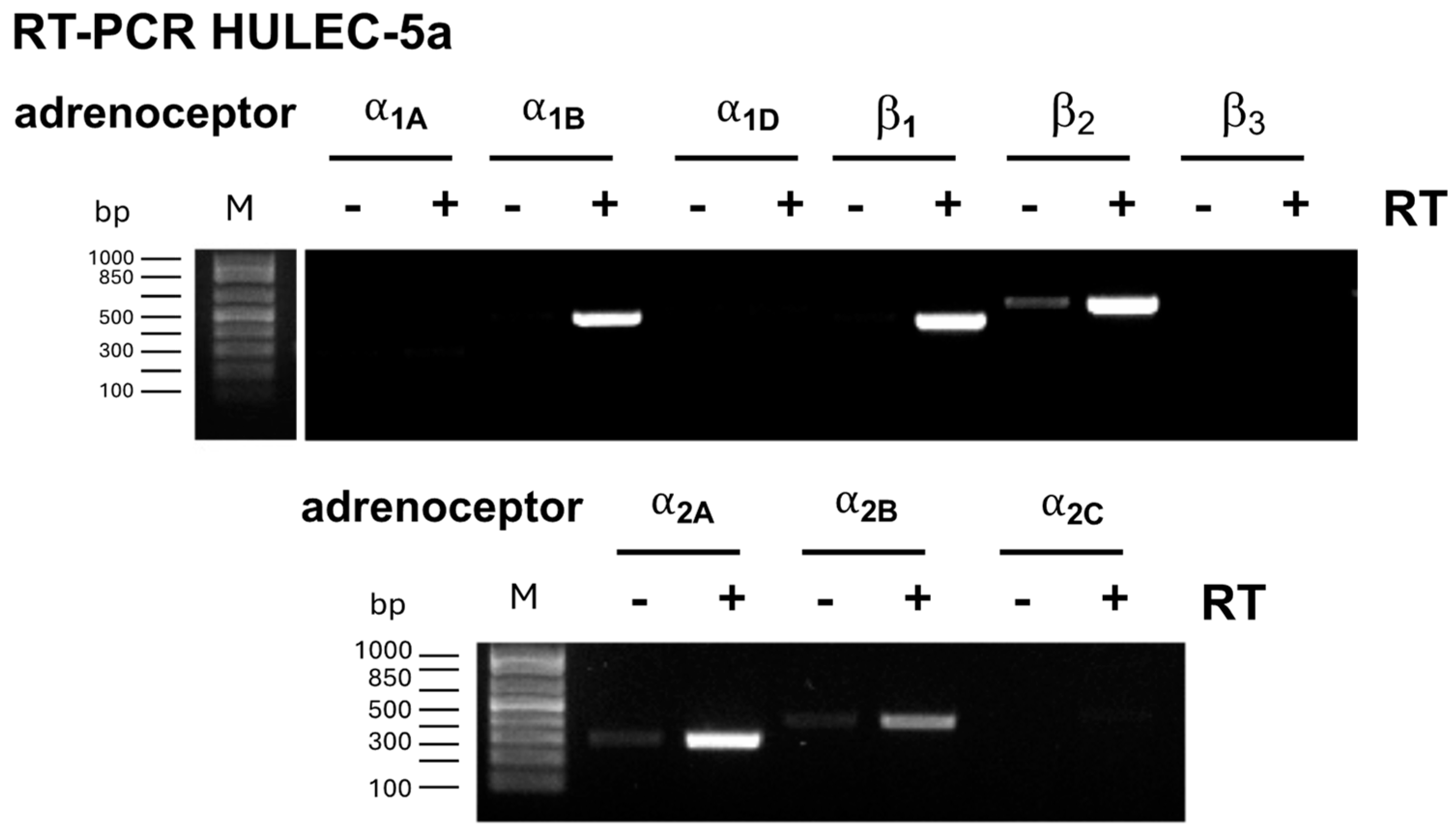 Biomedicines 12 01813 g002