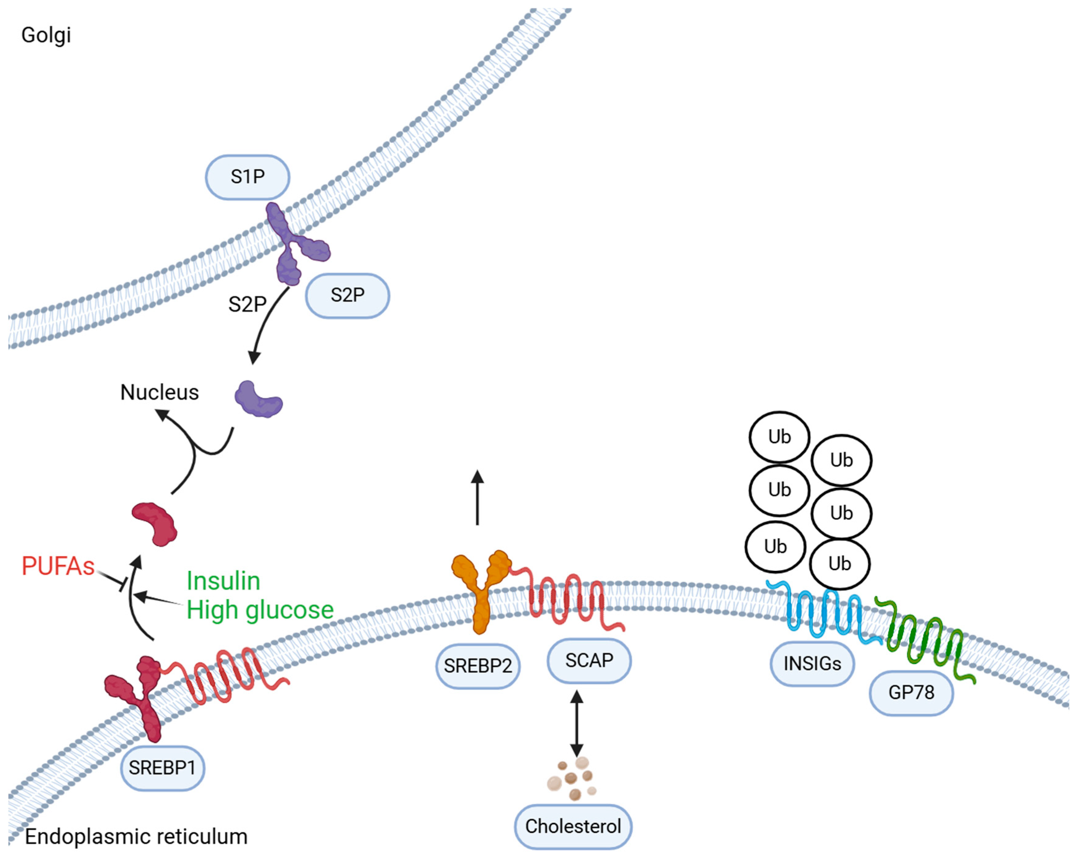 Biomedicines 12 01832 g001