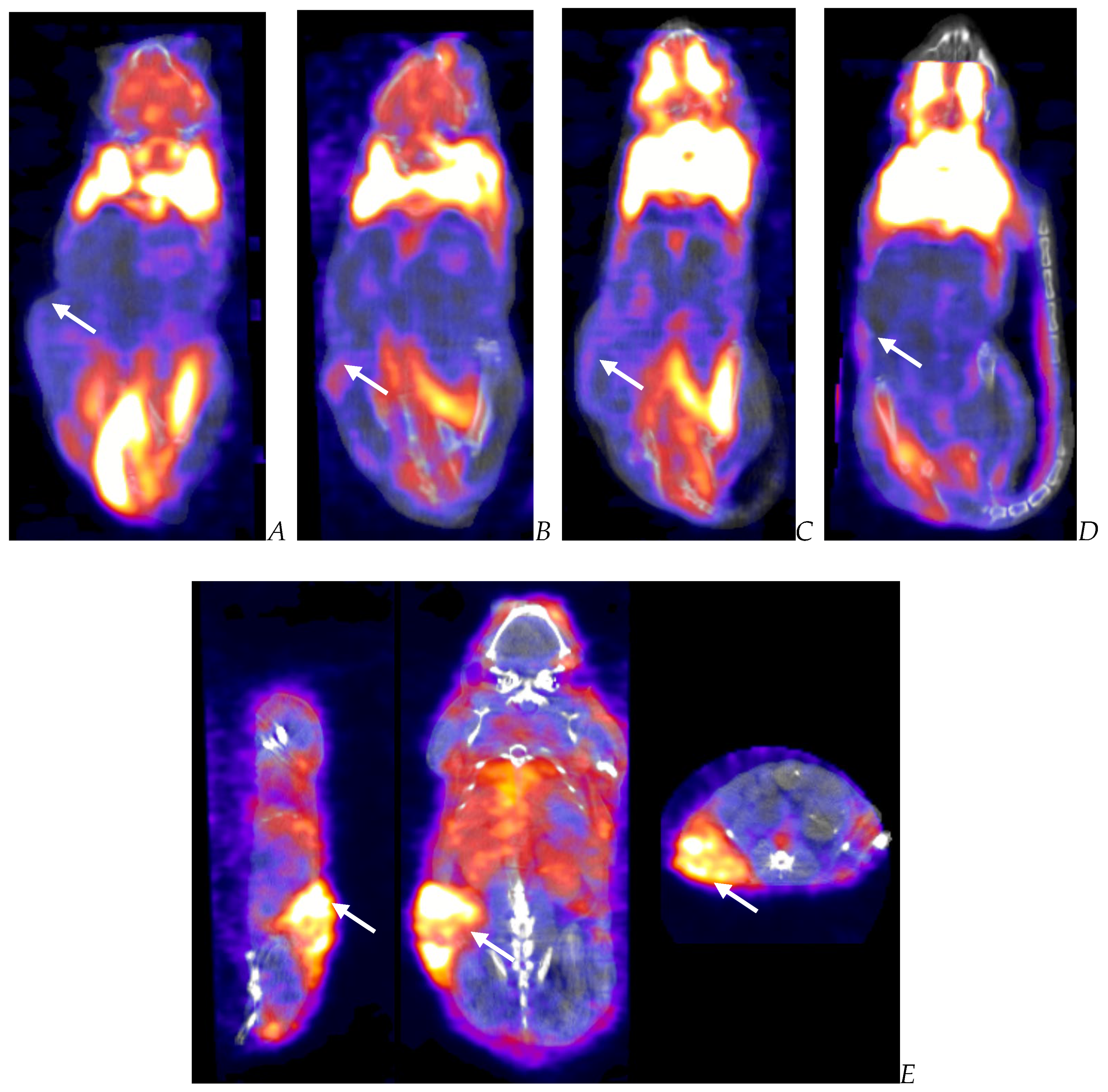Biomedicines 12 01834 g006 Biomedicines 12 01834 g006