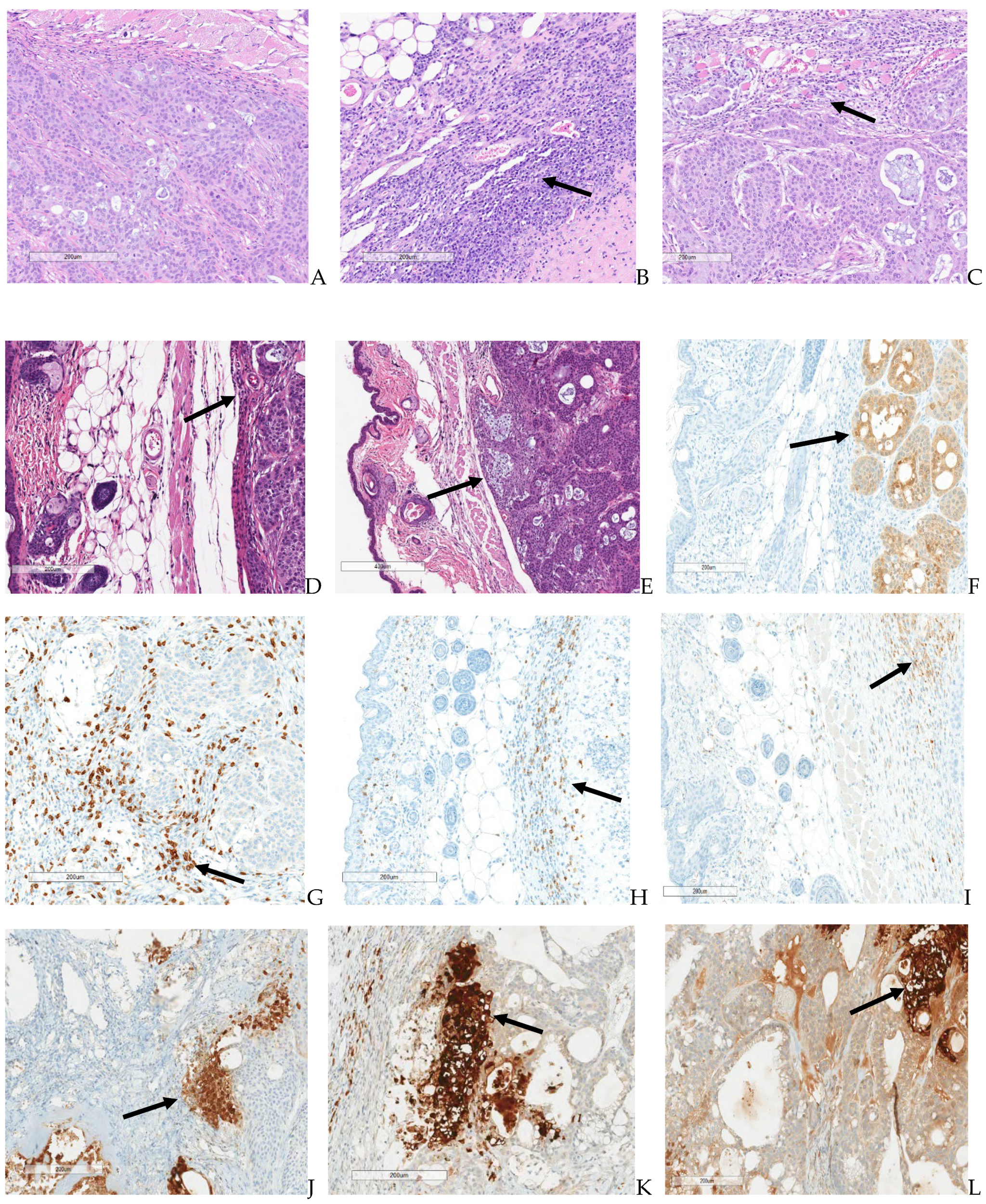 Biomedicines 12 01834 g011 Biomedicines 12 01834 g011