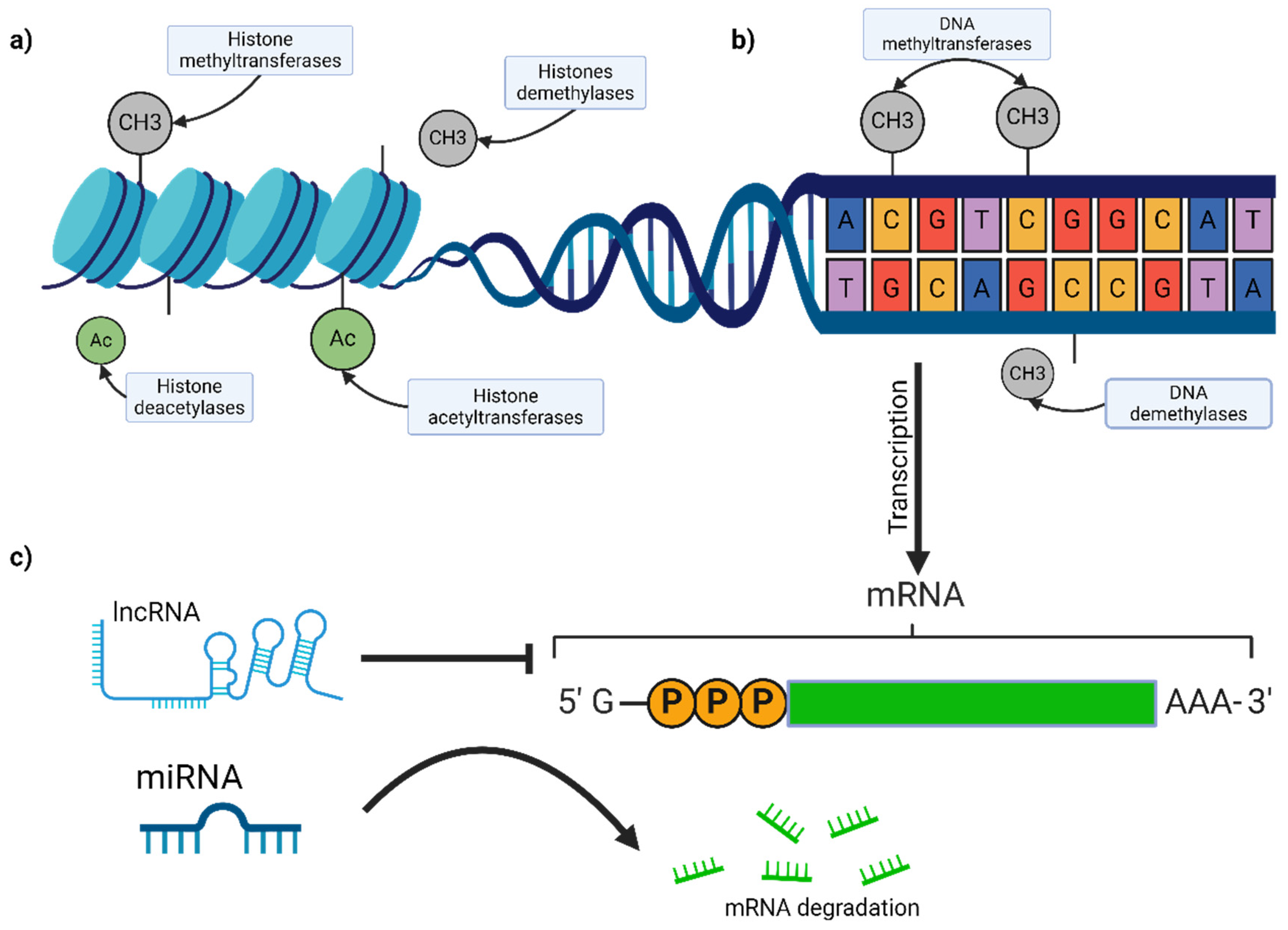Biomedicines 12 01851 g002
