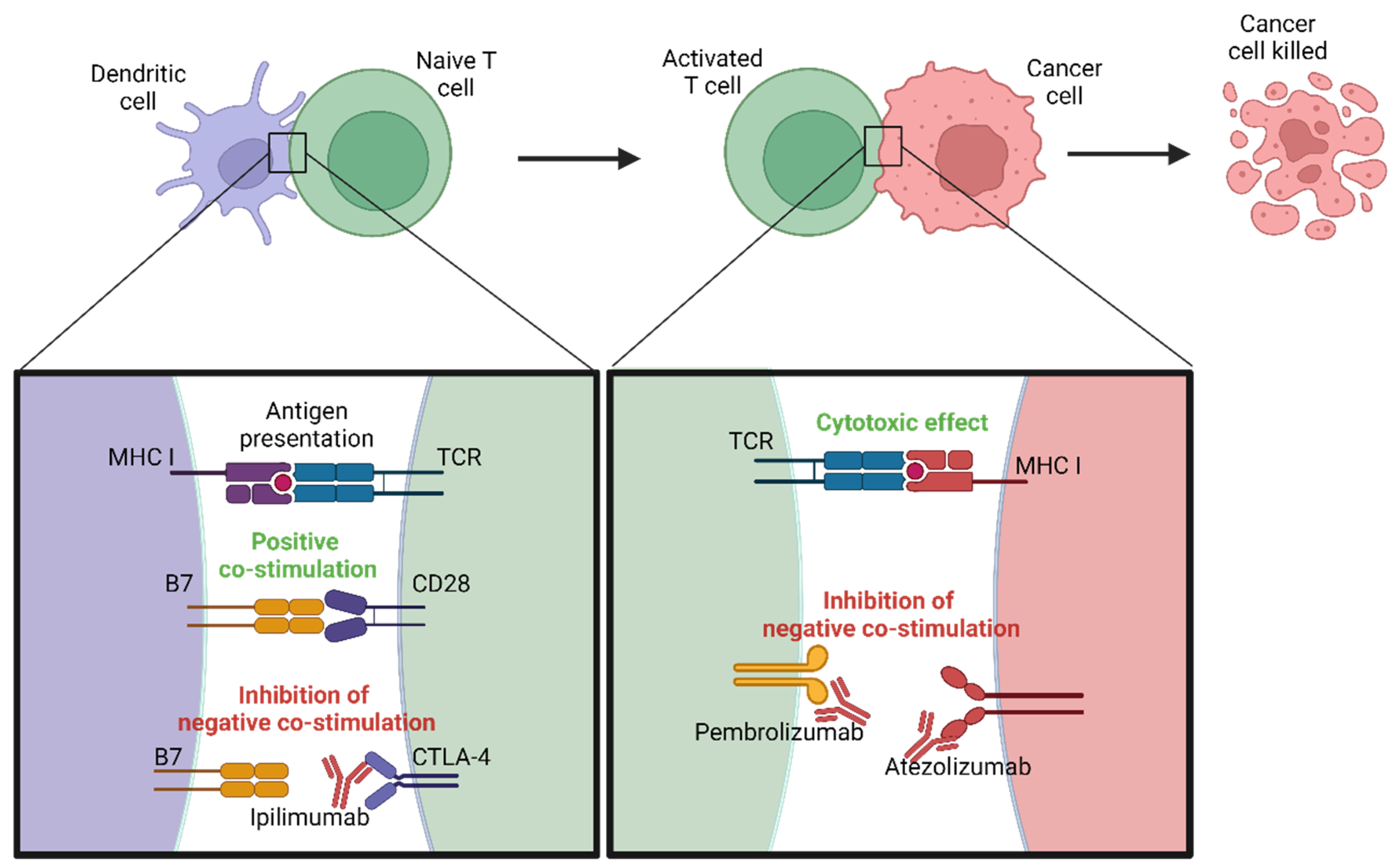 Biomedicines 12 01851 g003