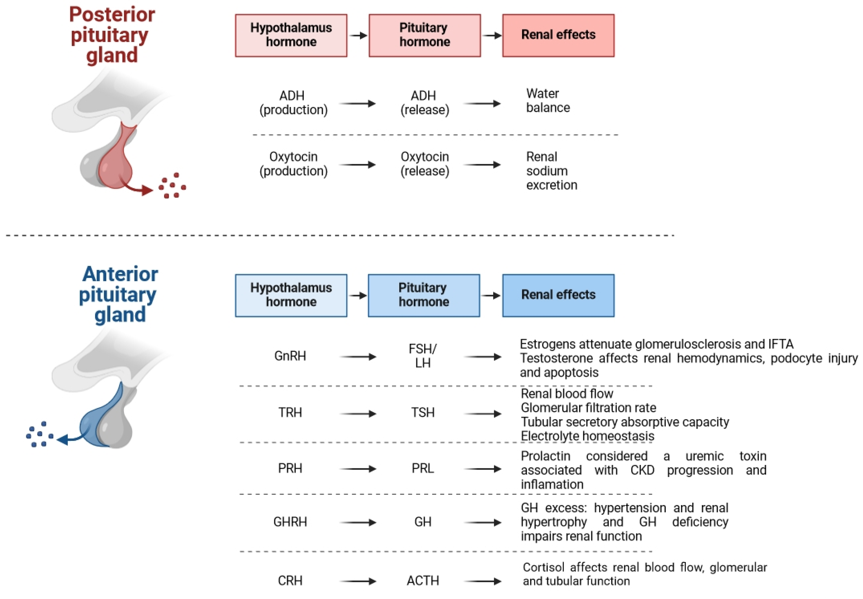 Biomedicines 12 01860 g001 Biomedicines 12 01860 g001