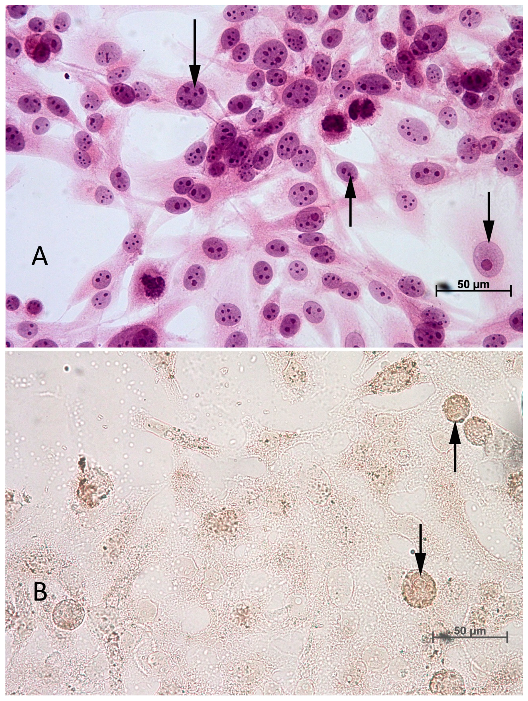 Biomedicines 12 01869 g001