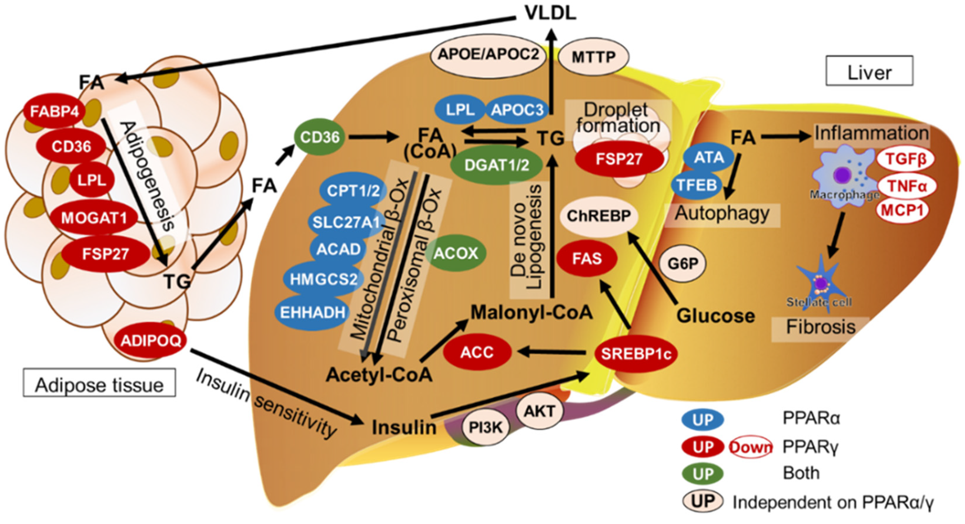 Biomedicines 12 01876 g001 Biomedicines 12 01876 g001