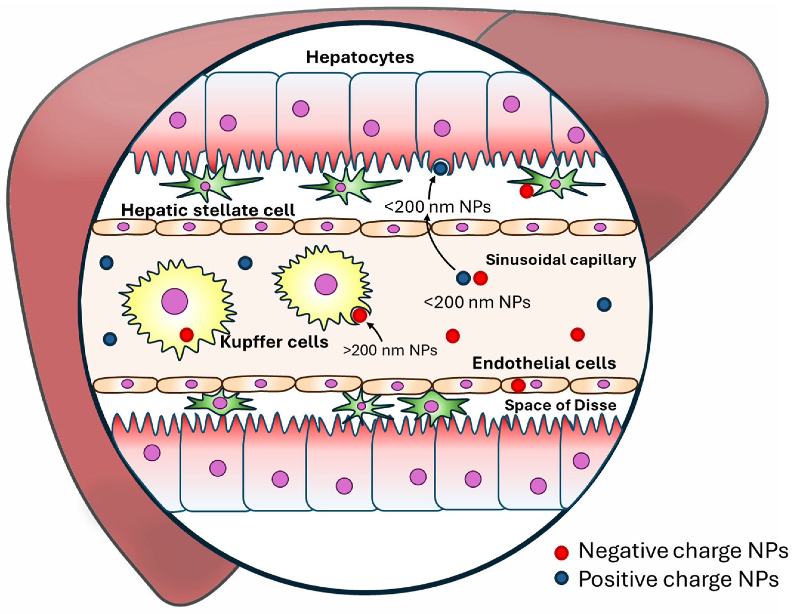 Biomedicines 12 01876 g004 Biomedicines 12 01876 g004