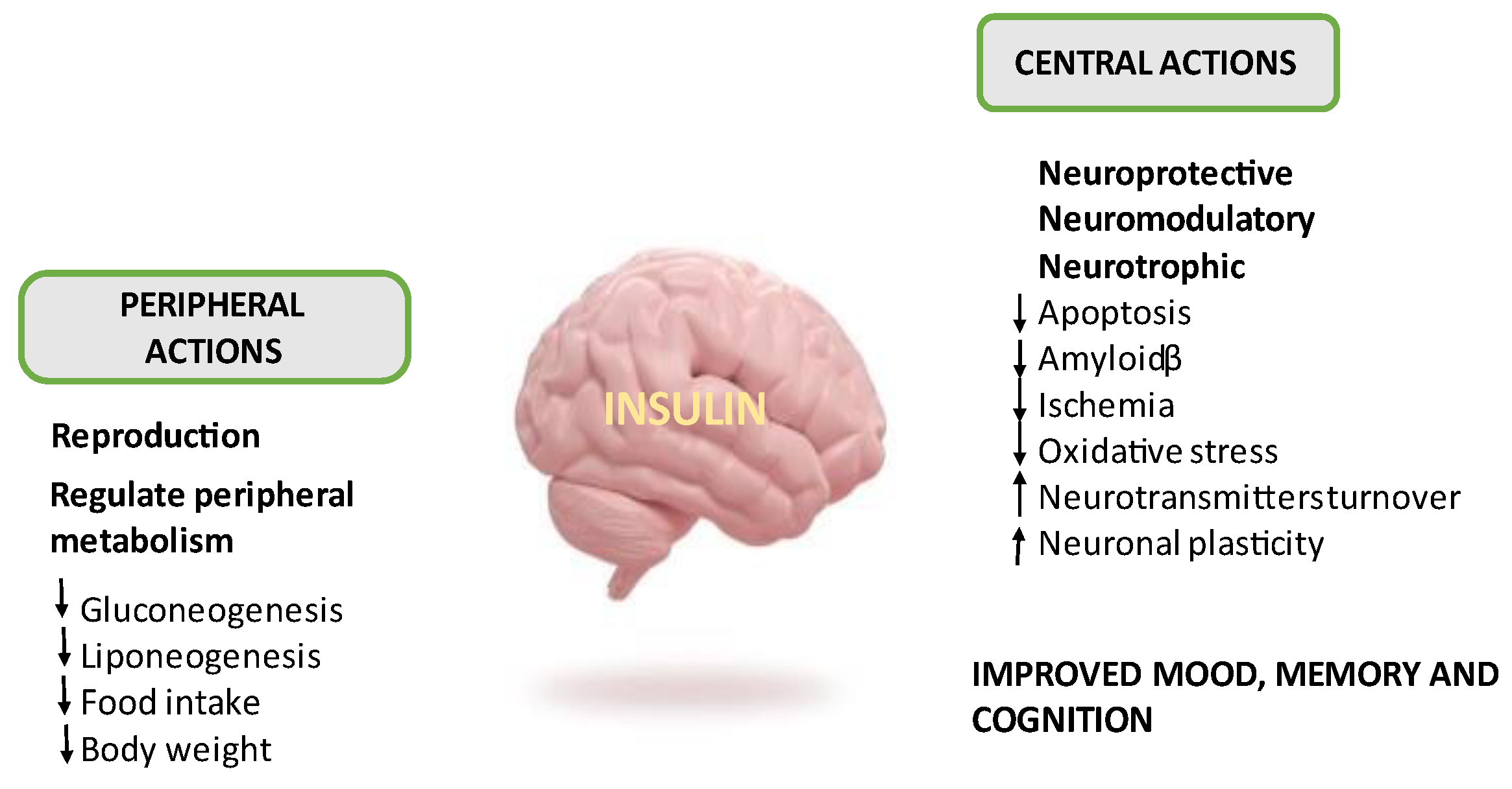 Biomedicines | Free Full-Text | Insulin Resistance, a Risk Factor for ...