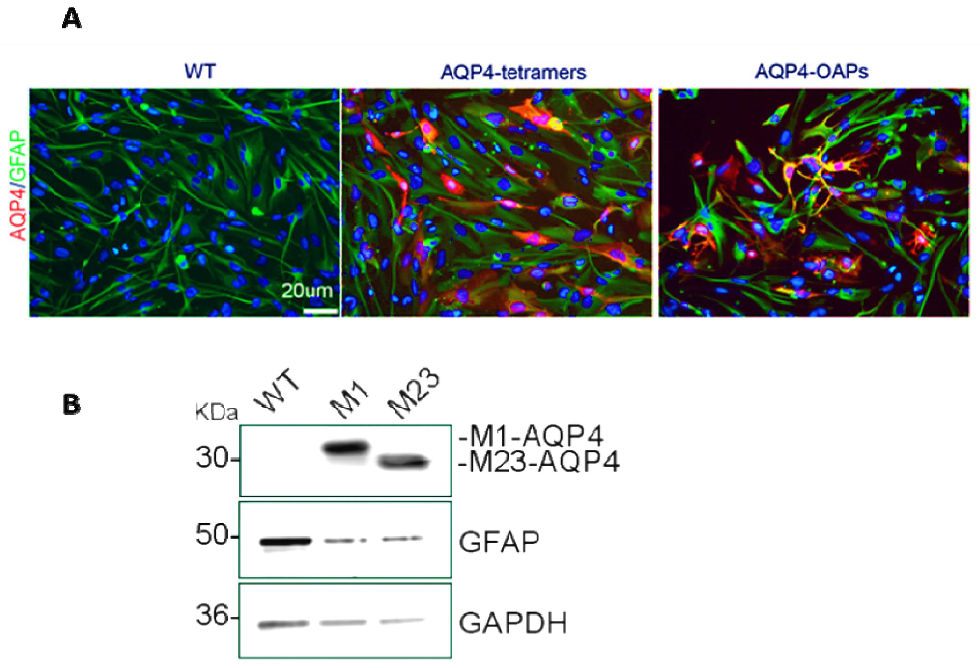 Biomedicines 12 01891 g001 Biomedicines 12 01891 g001