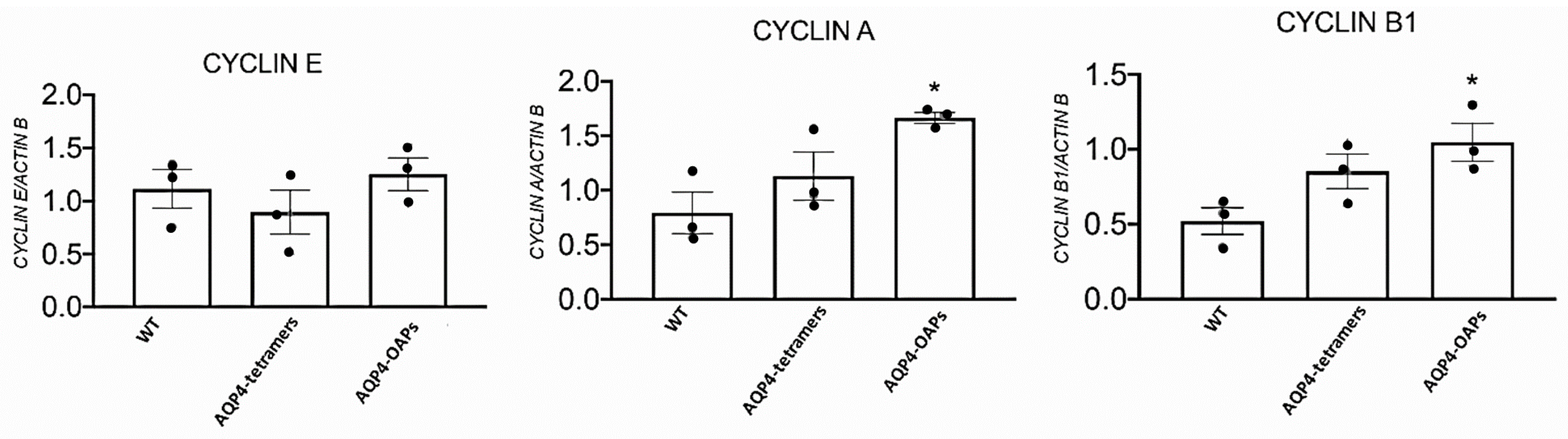 Biomedicines 12 01891 g007 Biomedicines 12 01891 g007