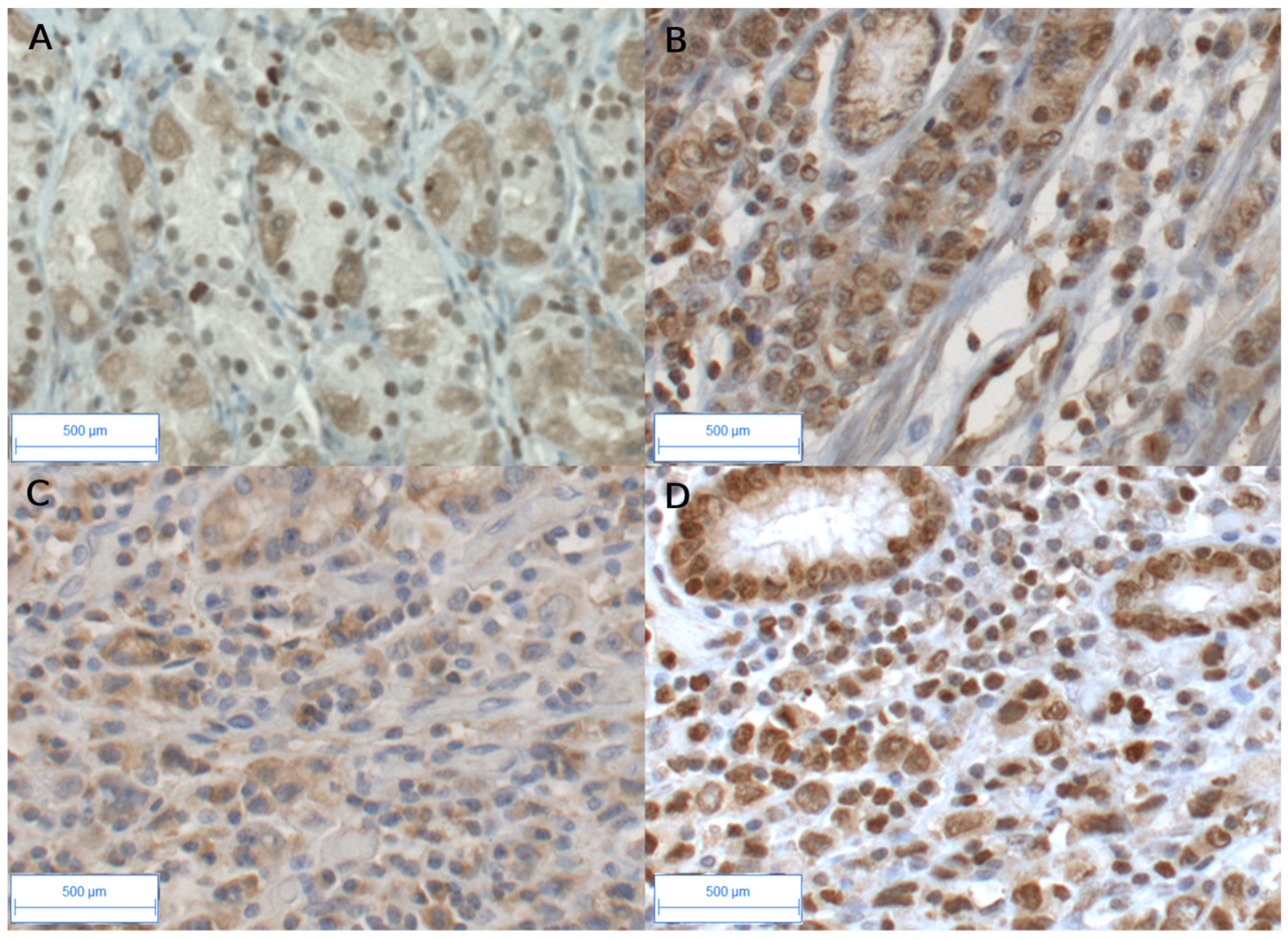 Biomedicines 12 01905 g001