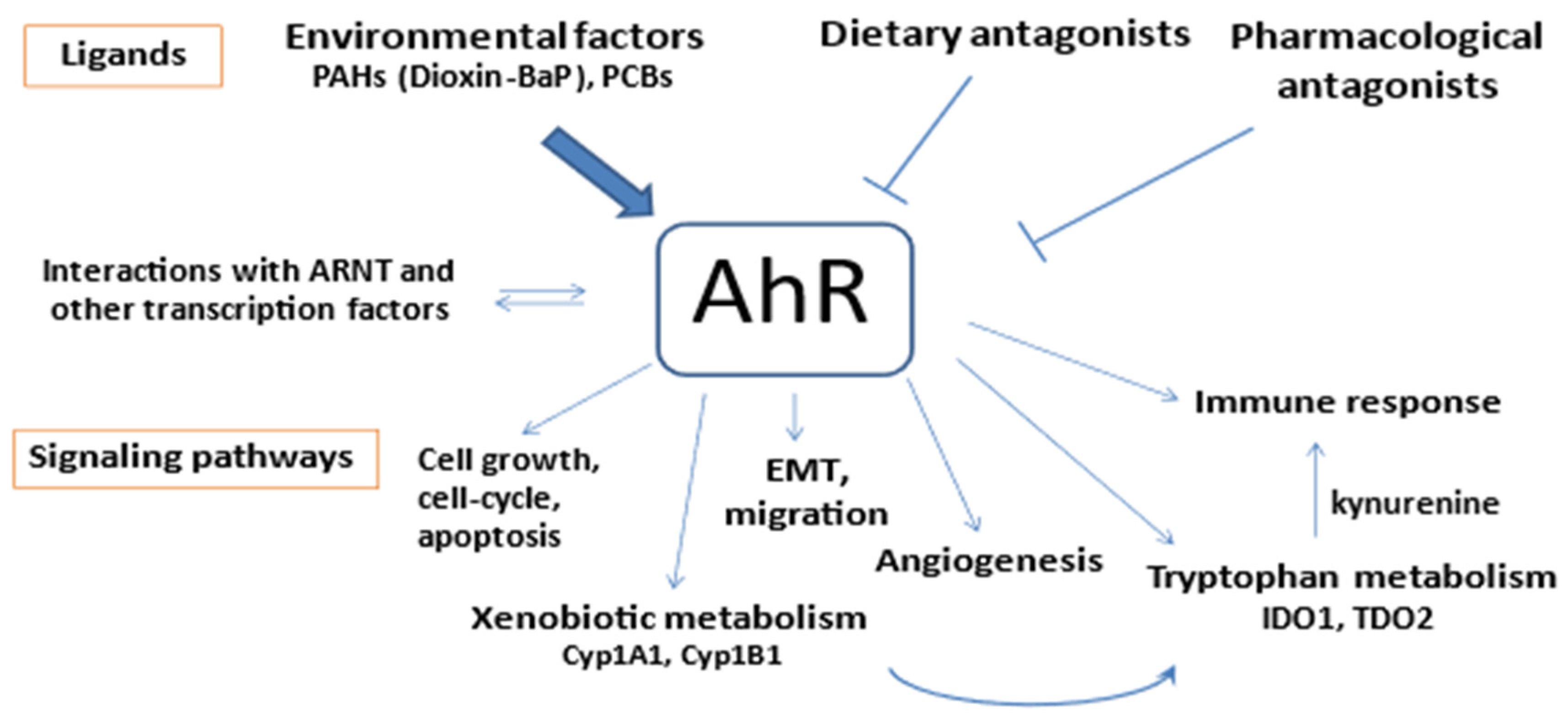 Biomedicines 12 01905 g003