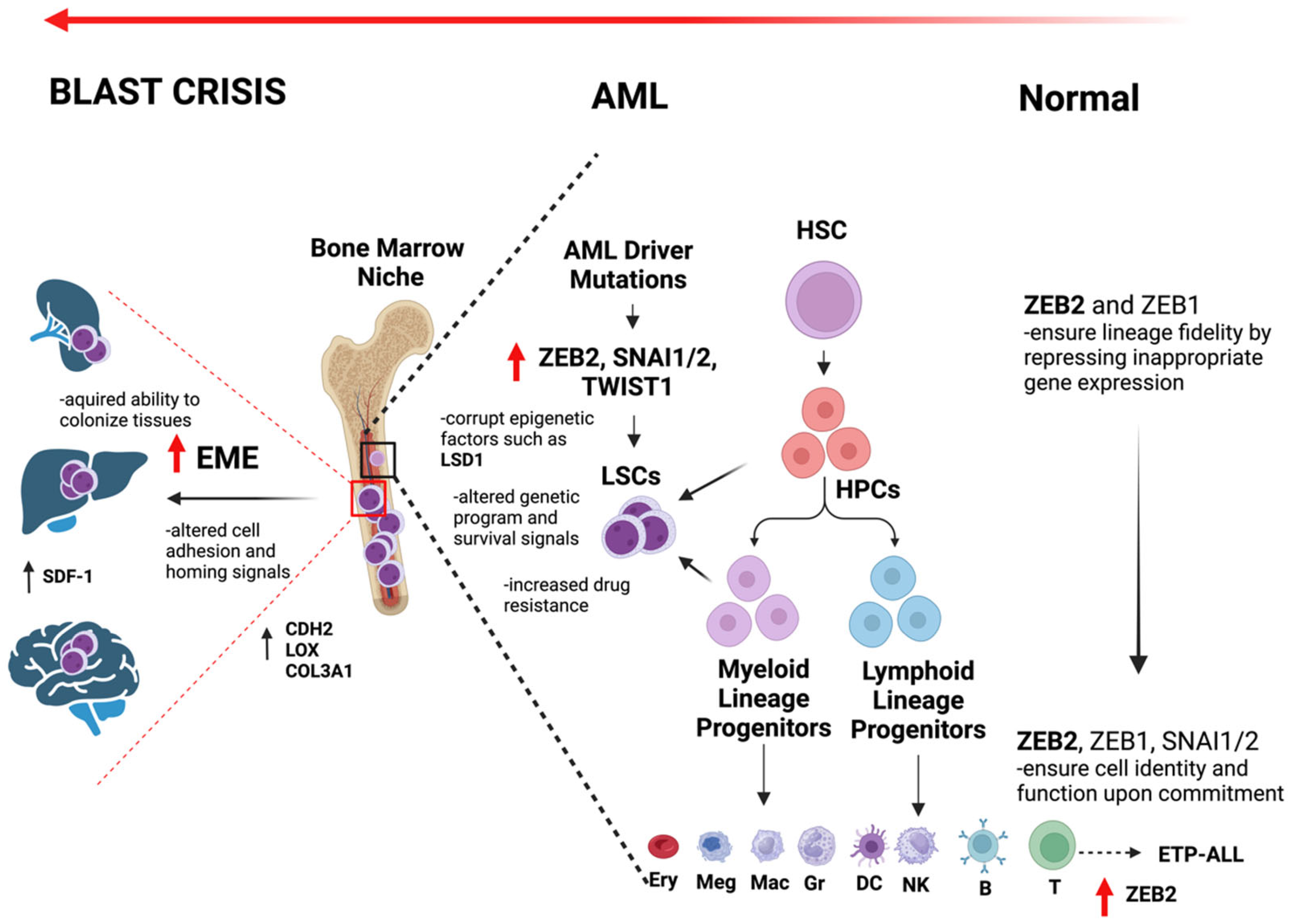 Biomedicines 12 01915 g002